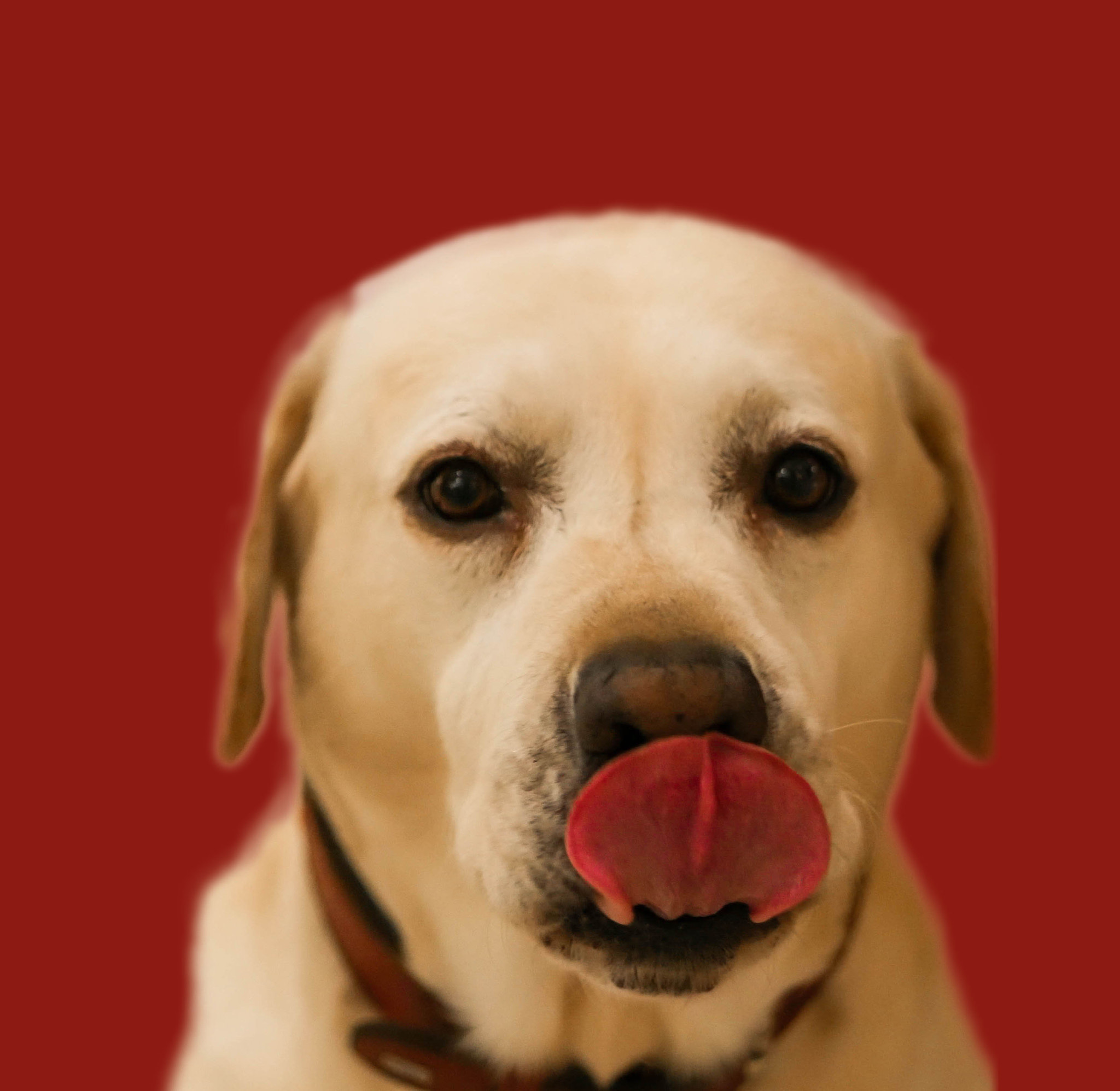 Panasonic Lumix G 42.5mm F1.7 ASPH Power OIS sample photo. A kiss from eros, my dog photography