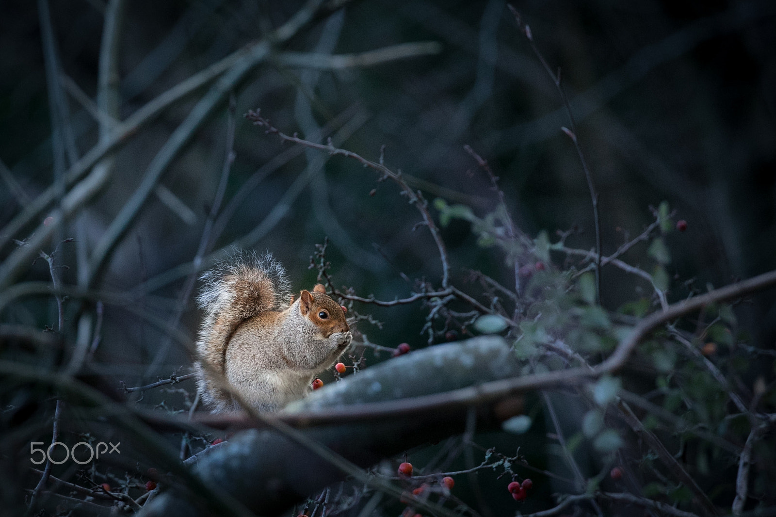 Canon EF 100-400mm F4.5-5.6L IS II USM sample photo. Squirrel eating berry photography