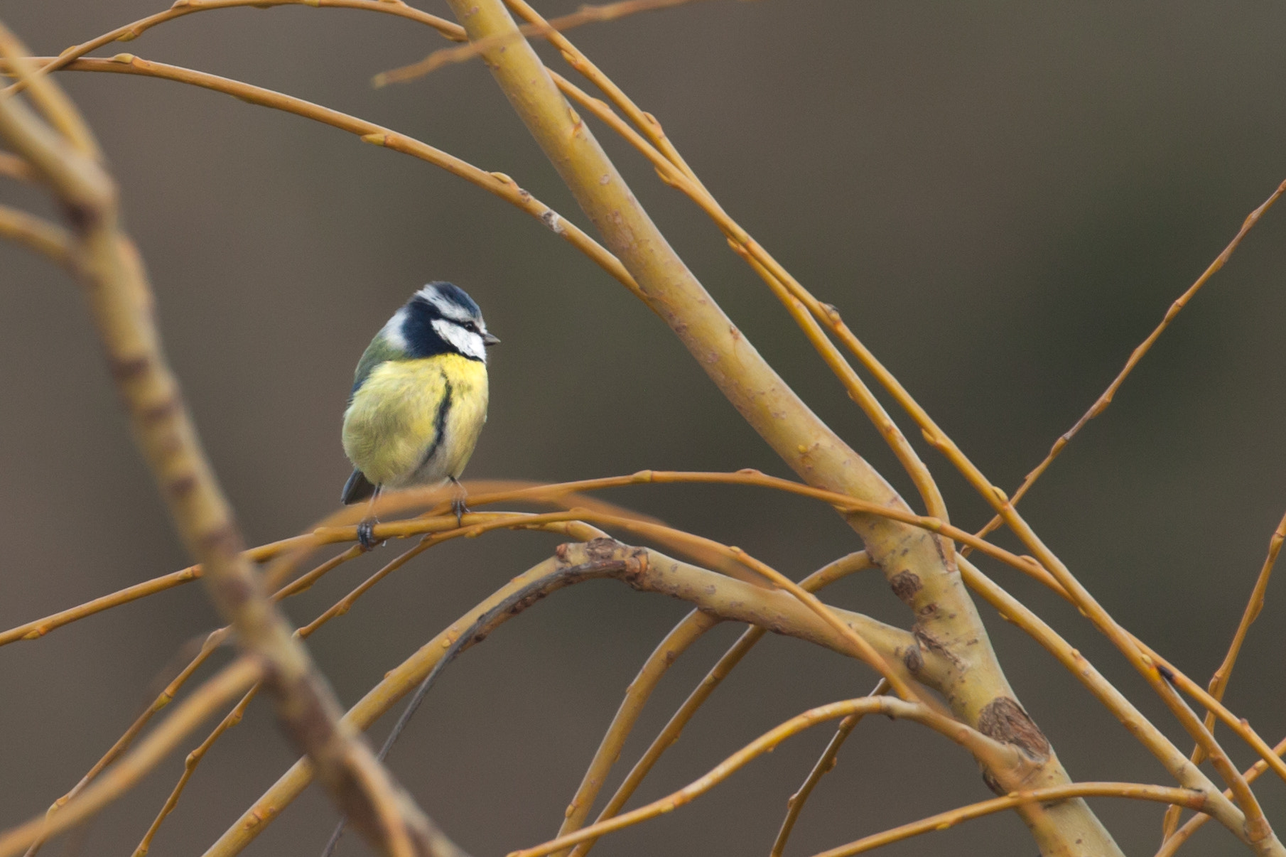 Canon EF 100-400mm F4.5-5.6L IS II USM sample photo. Blue tit photography