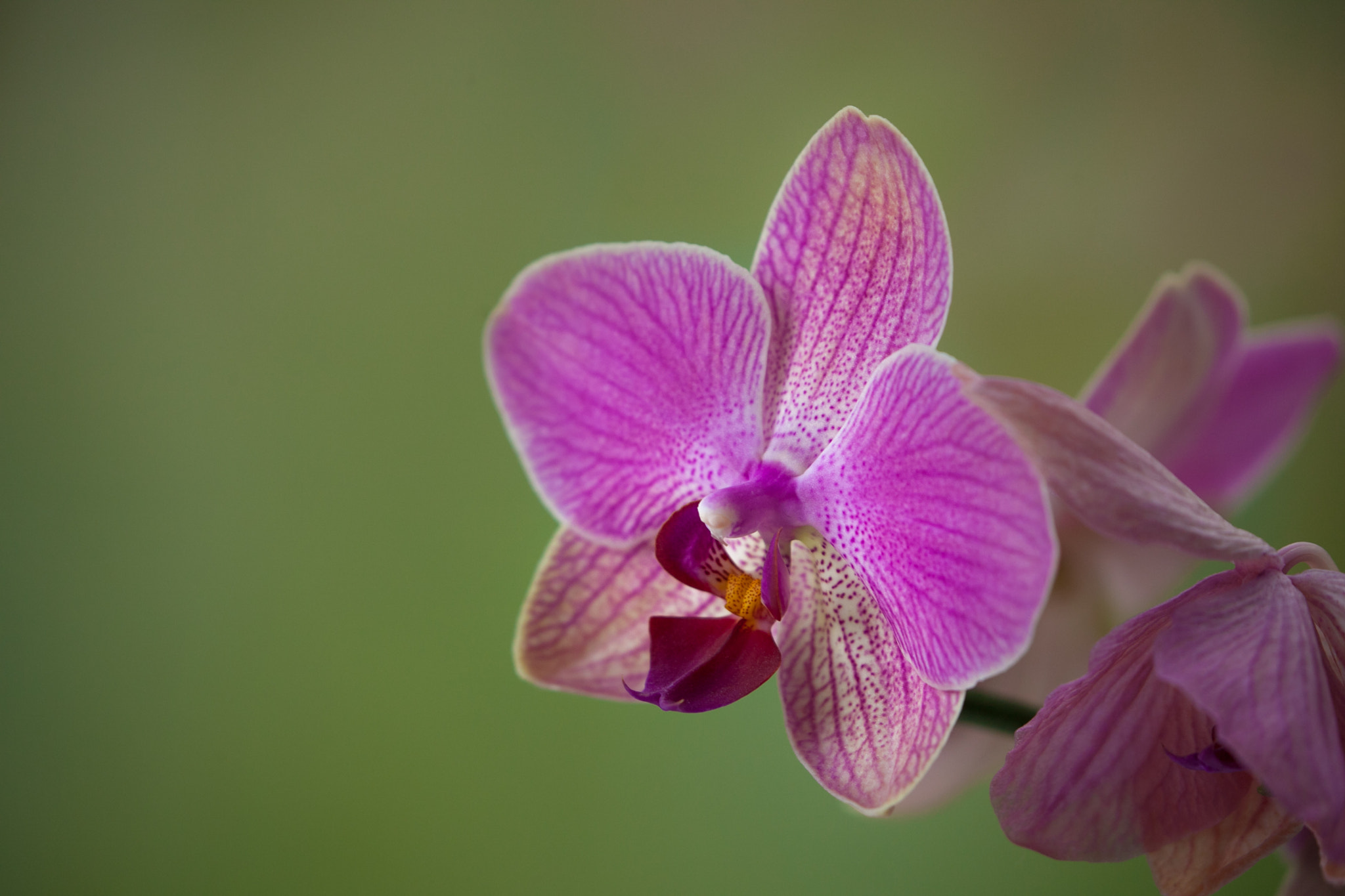 Canon EF 100-400mm F4.5-5.6L IS II USM sample photo. Orchid photography