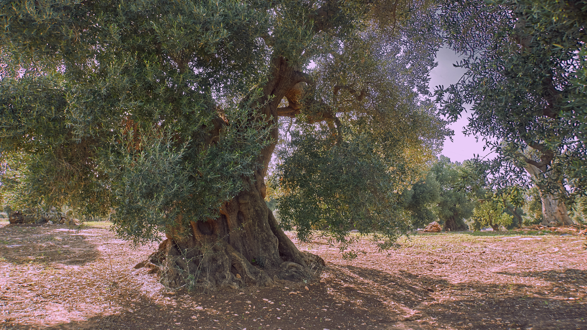 Sony E 18-200mm F3.5-6.3 OSS LE sample photo. The old olive tree photography