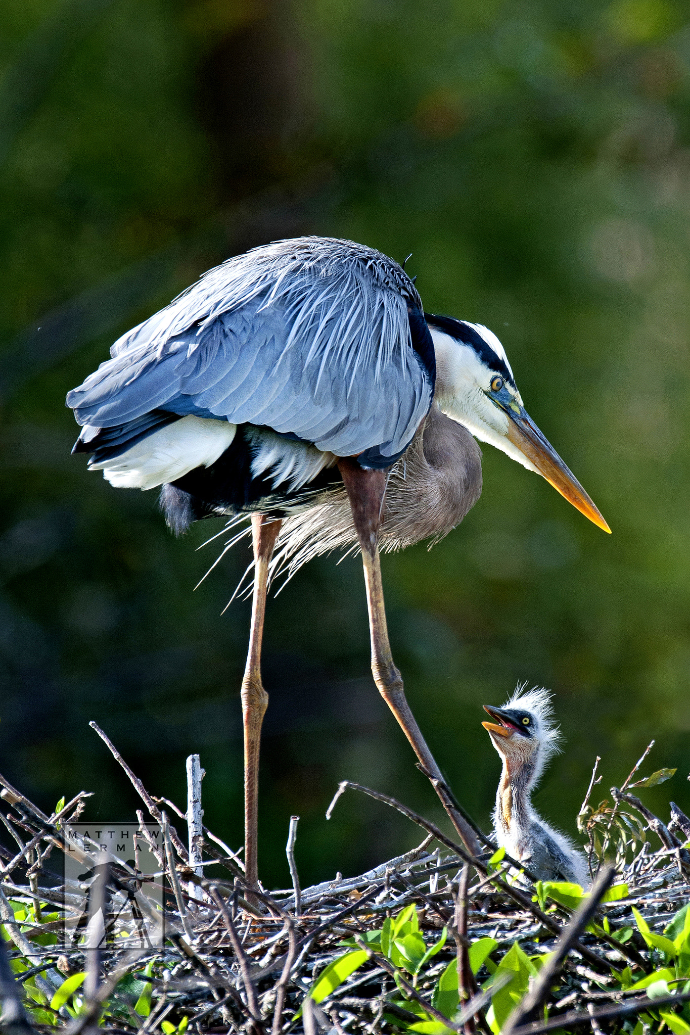 Nikon D300 + Nikon AF-S Nikkor 600mm F4G ED VR sample photo. Great blue heron with young photography