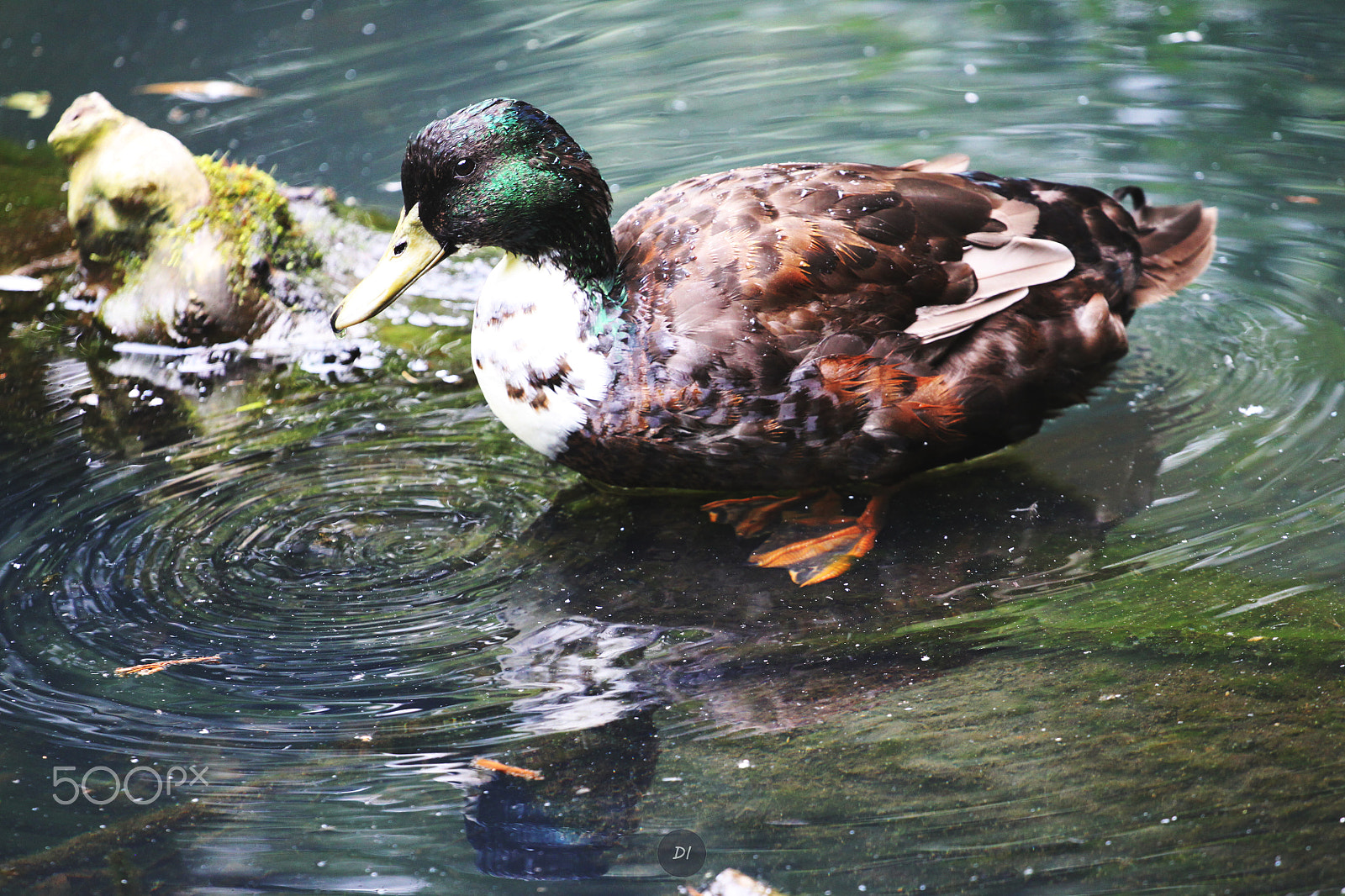 Canon EOS 500D (EOS Rebel T1i / EOS Kiss X3) + Canon EF 70-200mm F4L USM sample photo. Duck photography
