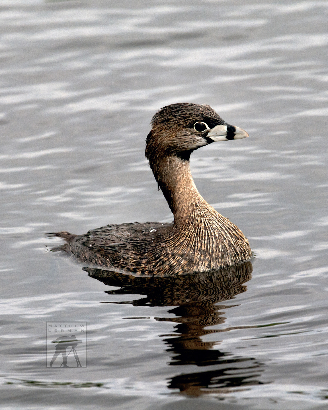 Nikon D300 + Nikon AF-S Nikkor 600mm F4G ED VR sample photo. Grebe photography