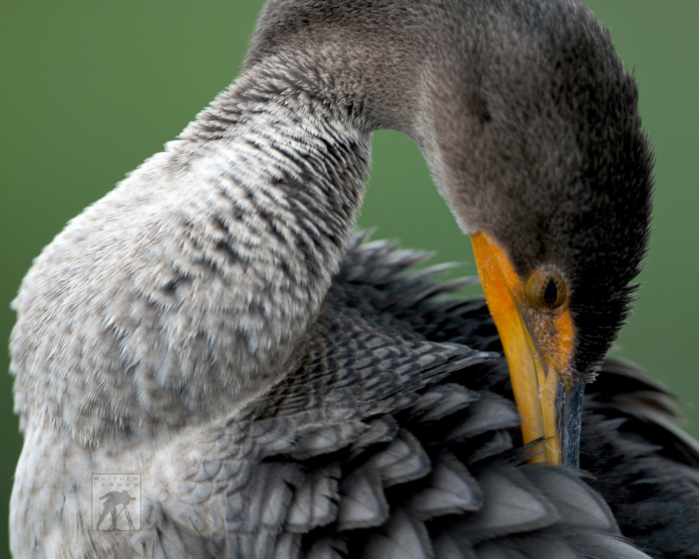 Nikon D300 + Nikon AF-S Nikkor 600mm F4G ED VR sample photo. Double crested cormorant photography