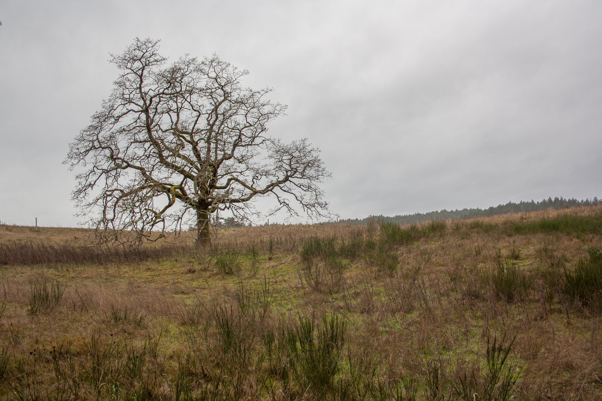 Canon EF-S 18-55mm F3.5-5.6 sample photo. Tree in a field photography