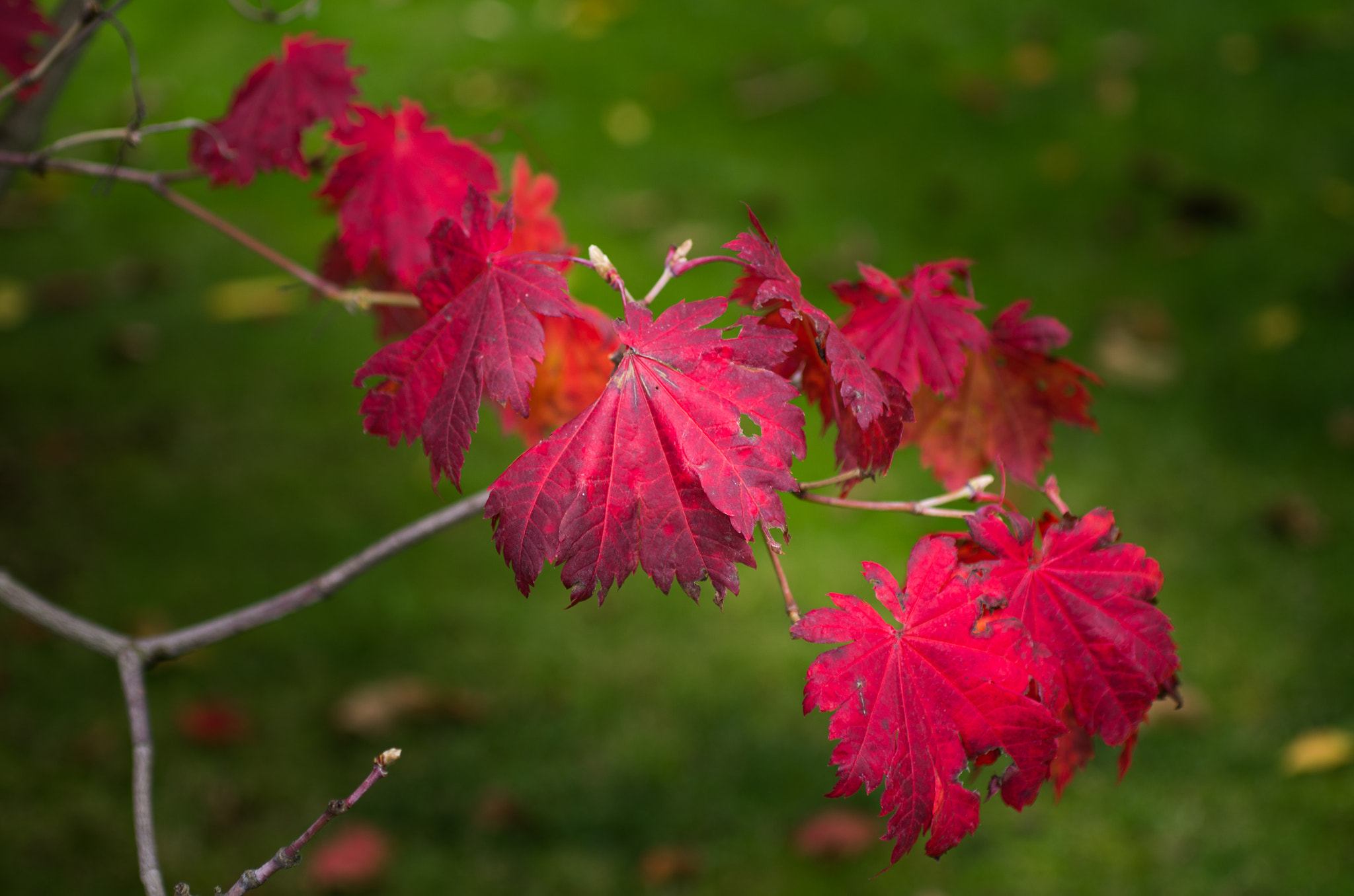Pentax K-5 sample photo. Red colours of autumn photography
