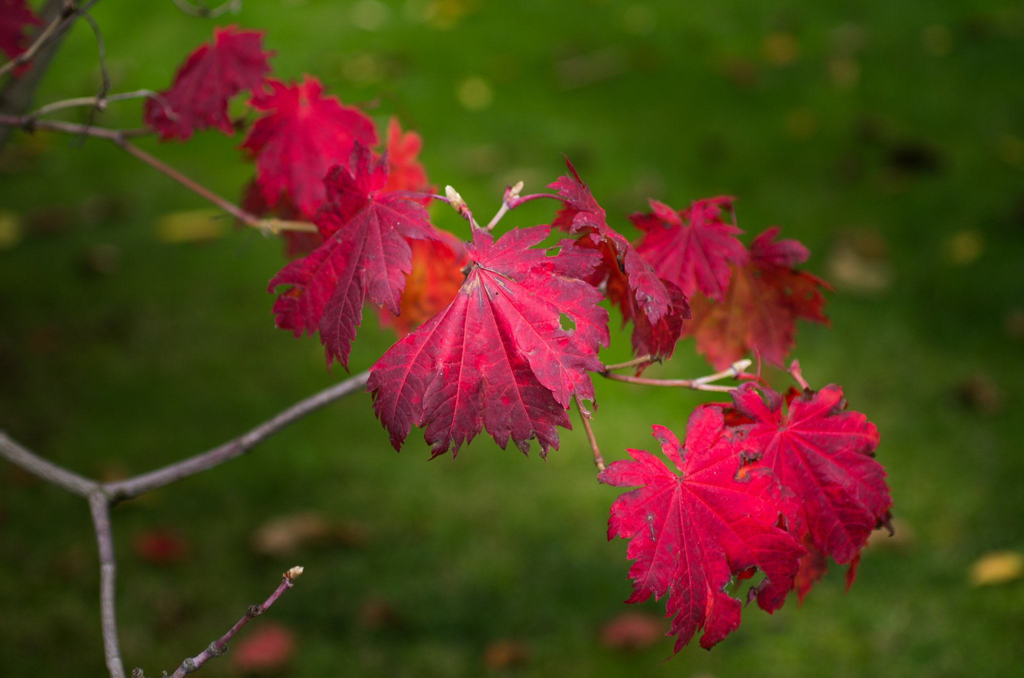 Pentax K-5 + smc PENTAX-F MACRO 50mm F2.8 sample photo. Red colours of autumn photography