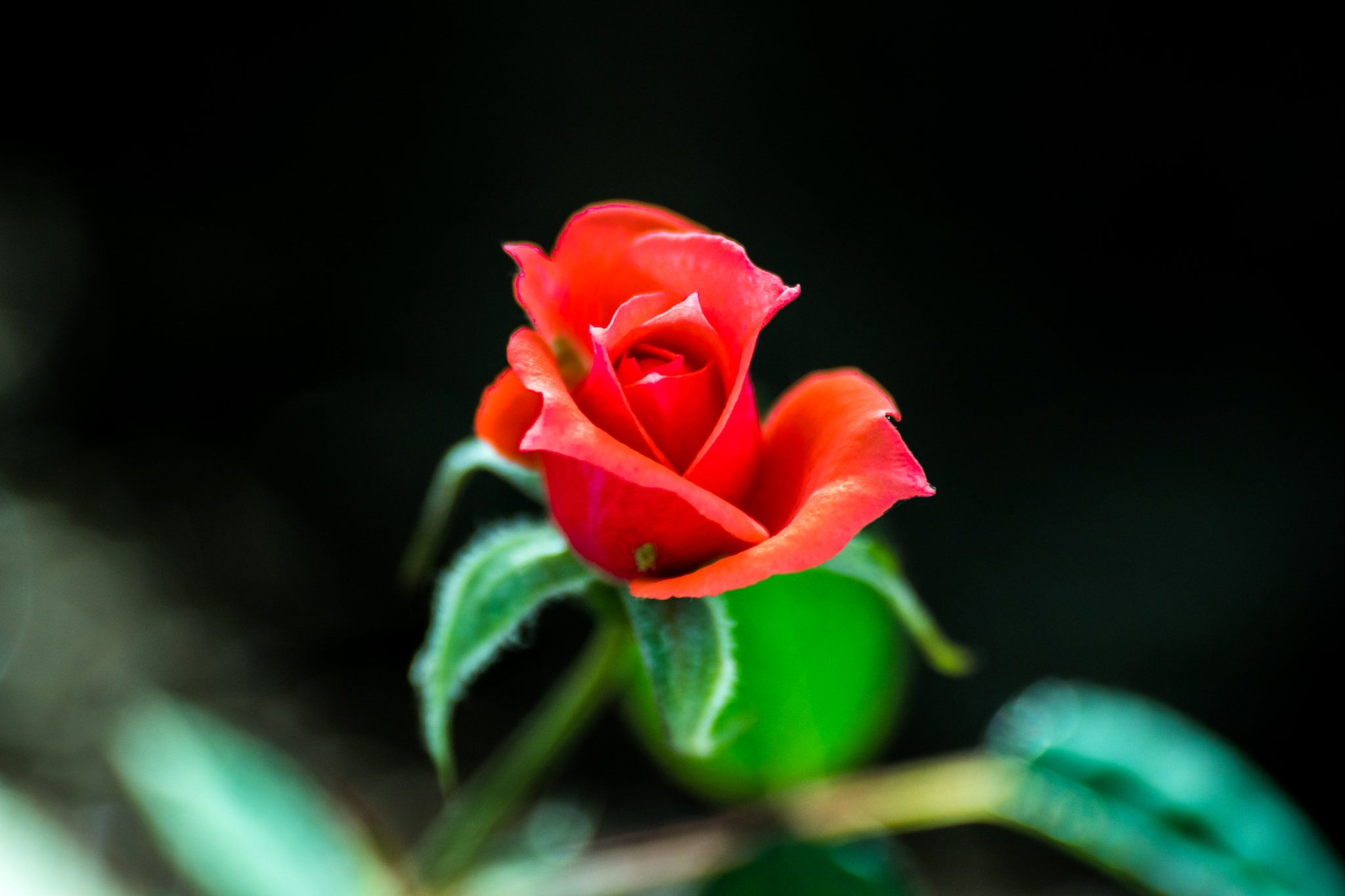 Sigma 70-300mm F4-5.6 APO DG Macro sample photo. Red rose photography