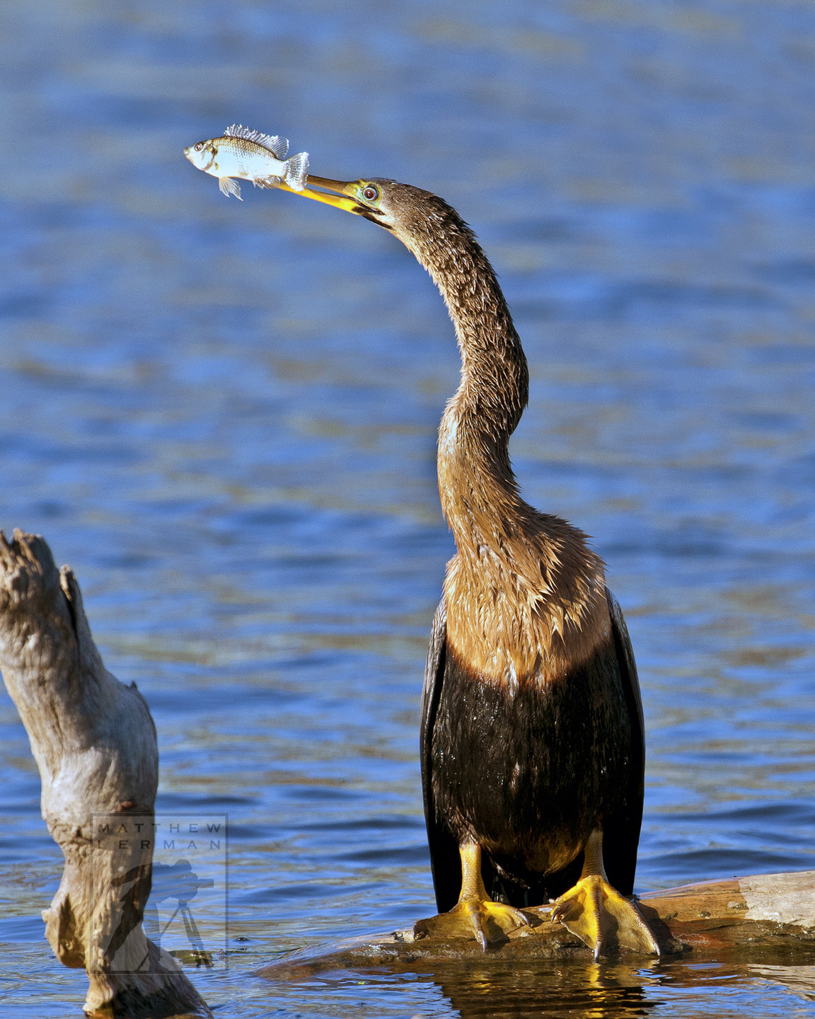 Nikon D300 + Nikon AF-S Nikkor 600mm F4G ED VR sample photo. Anhinga fishing photography