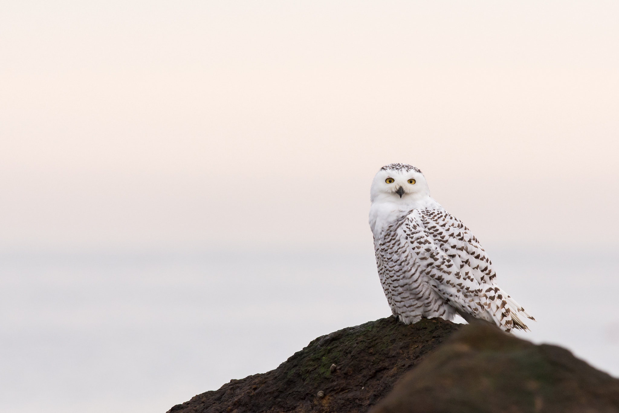 AF-S Nikkor 300mm f/2.8D IF-ED II sample photo. Eye contact...snowy owl photography
