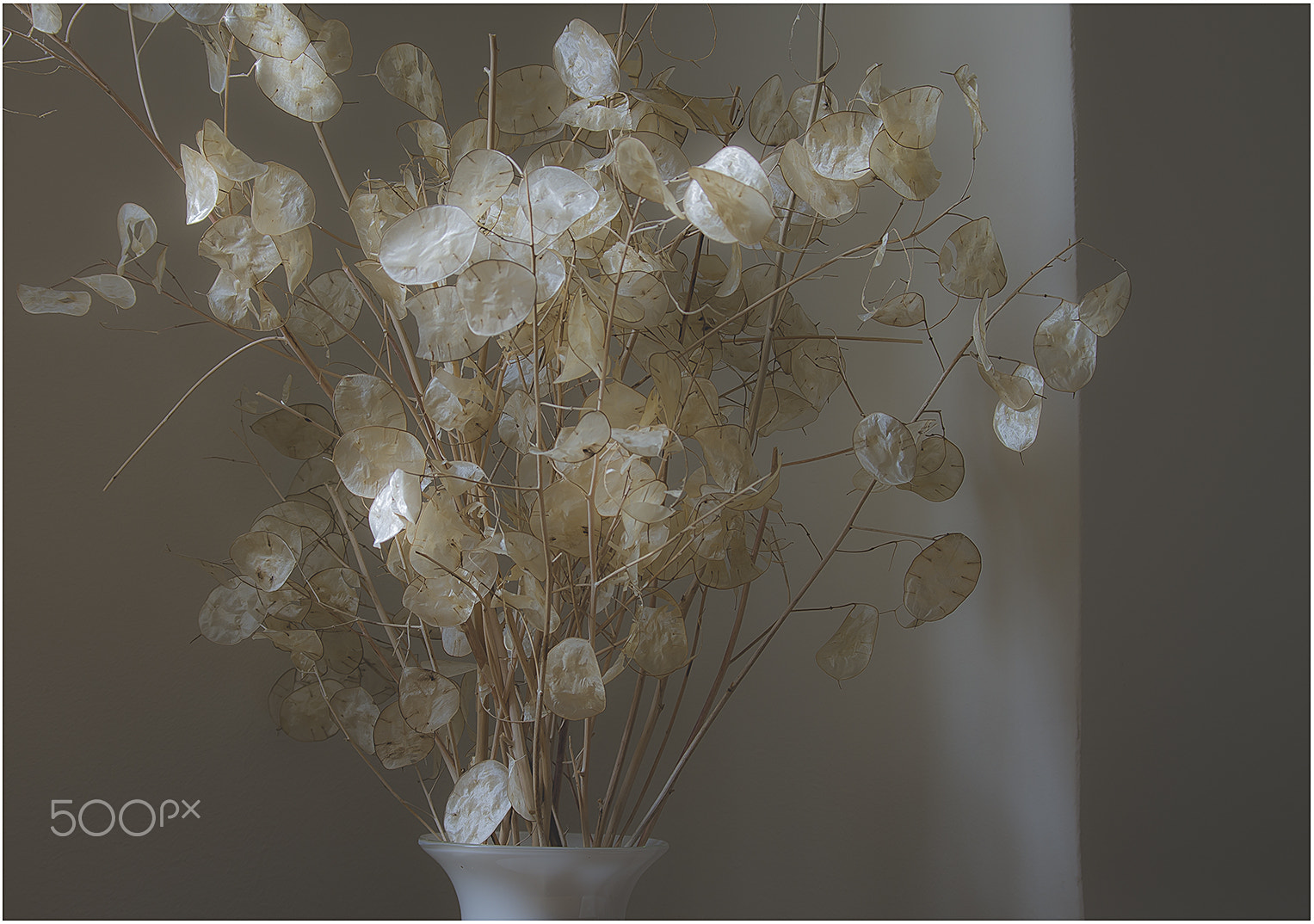 Pentax smc DA 50-200mm F4-5.6 ED WR sample photo. Lunaria photography
