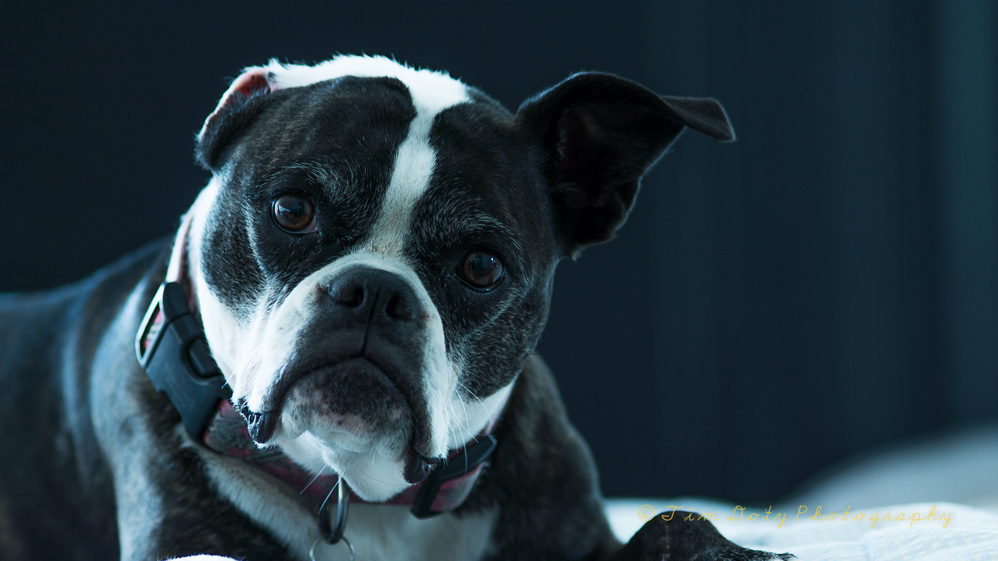 Minolta AF 200mm F2.8 G APO sample photo. Sophie photography