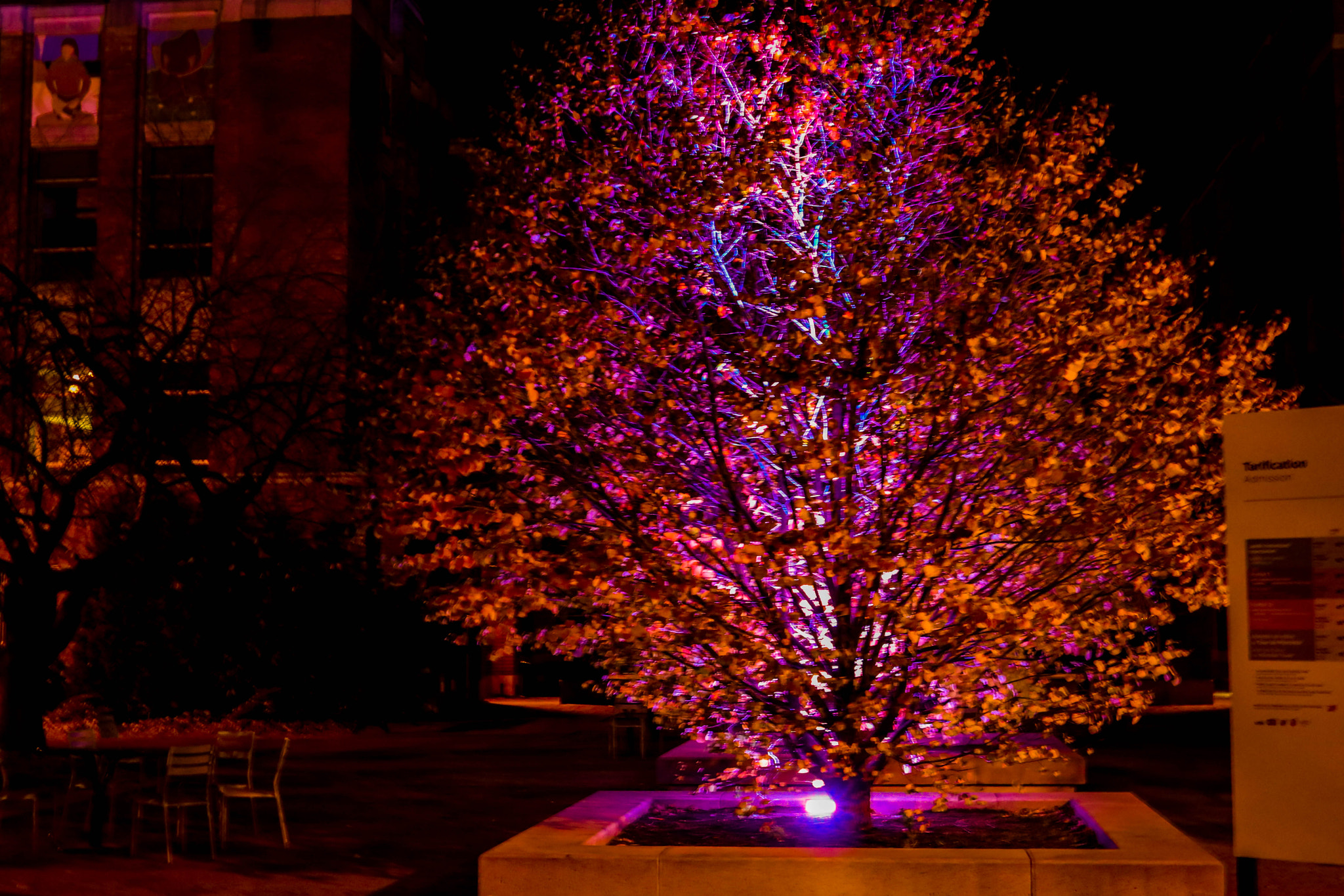 Canon EOS 750D (EOS Rebel T6i / EOS Kiss X8i) sample photo. __the light tree__ photography