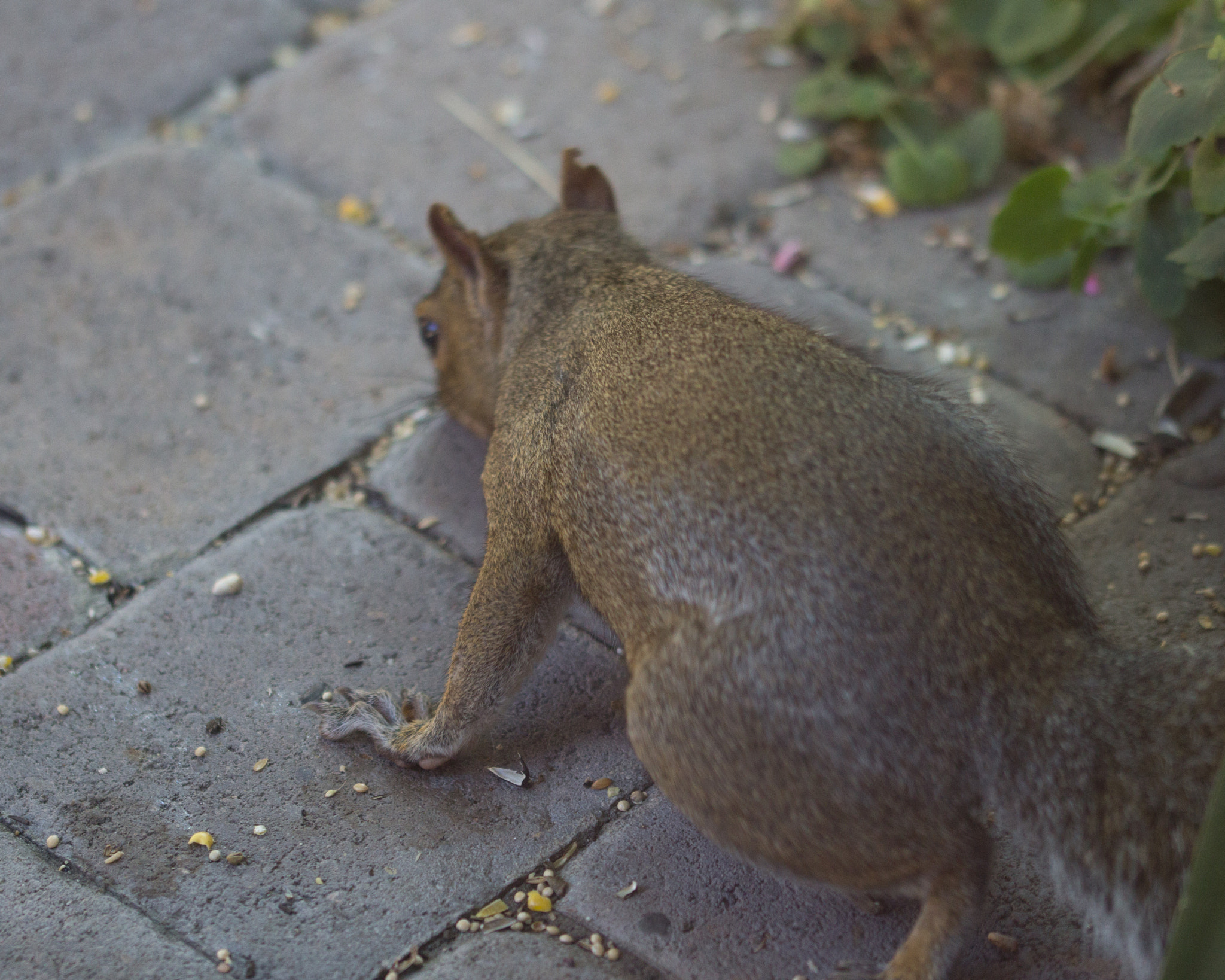 Sigma 105mm F2.8 EX DG OS HSM sample photo. Gray squirrel photography