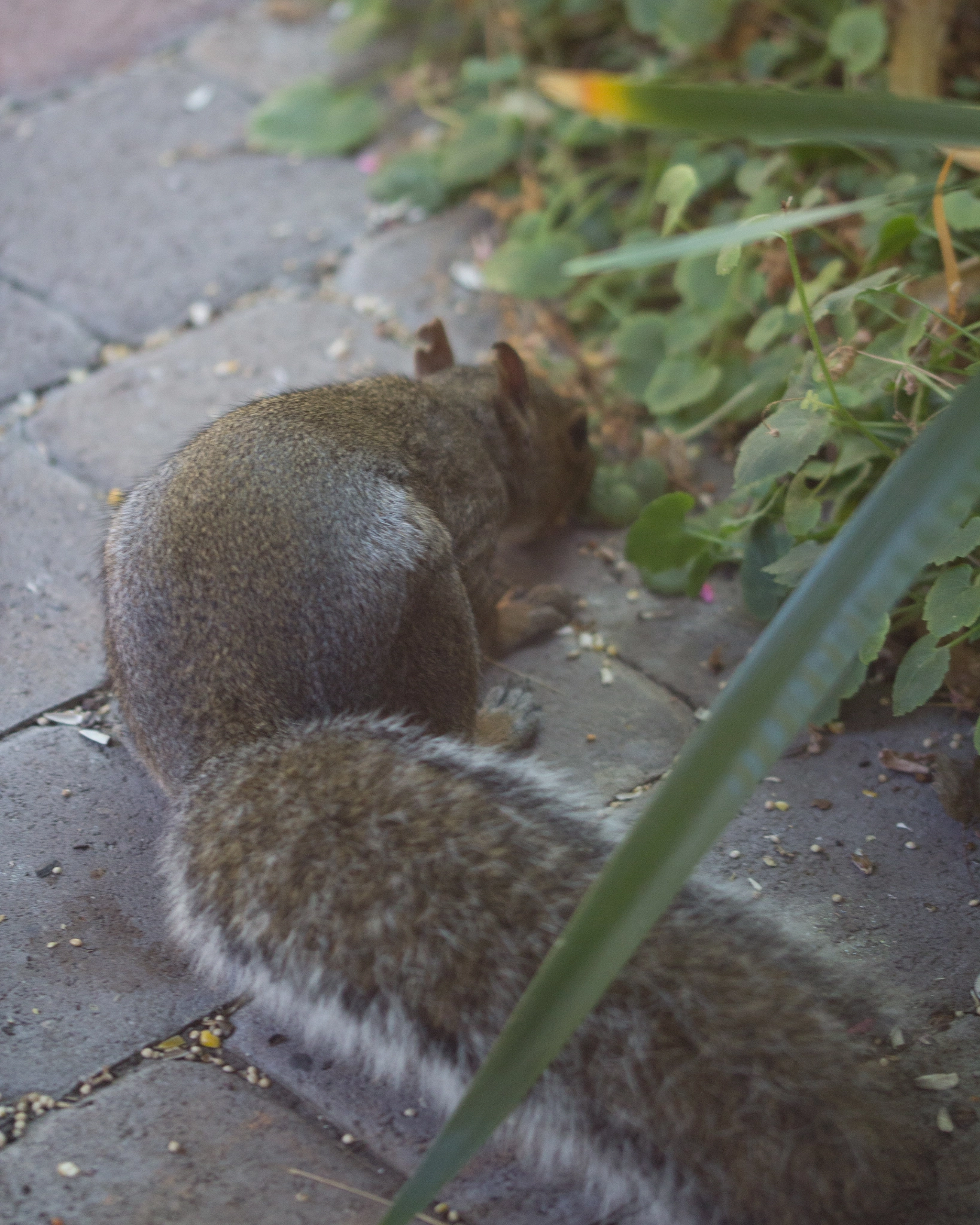 Sigma 105mm F2.8 EX DG OS HSM sample photo. Hunting photography