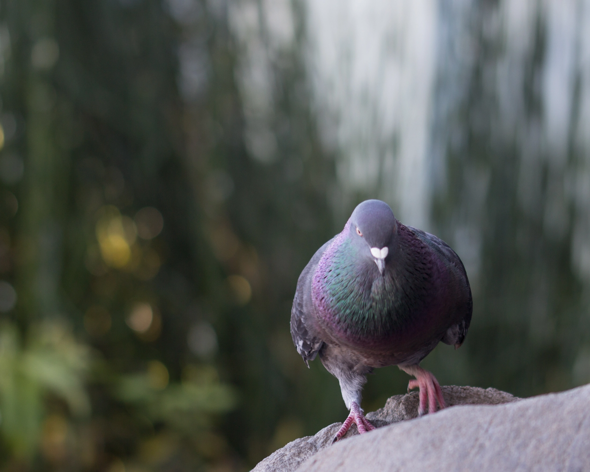 Sigma 105mm F2.8 EX DG OS HSM sample photo. Determination photography