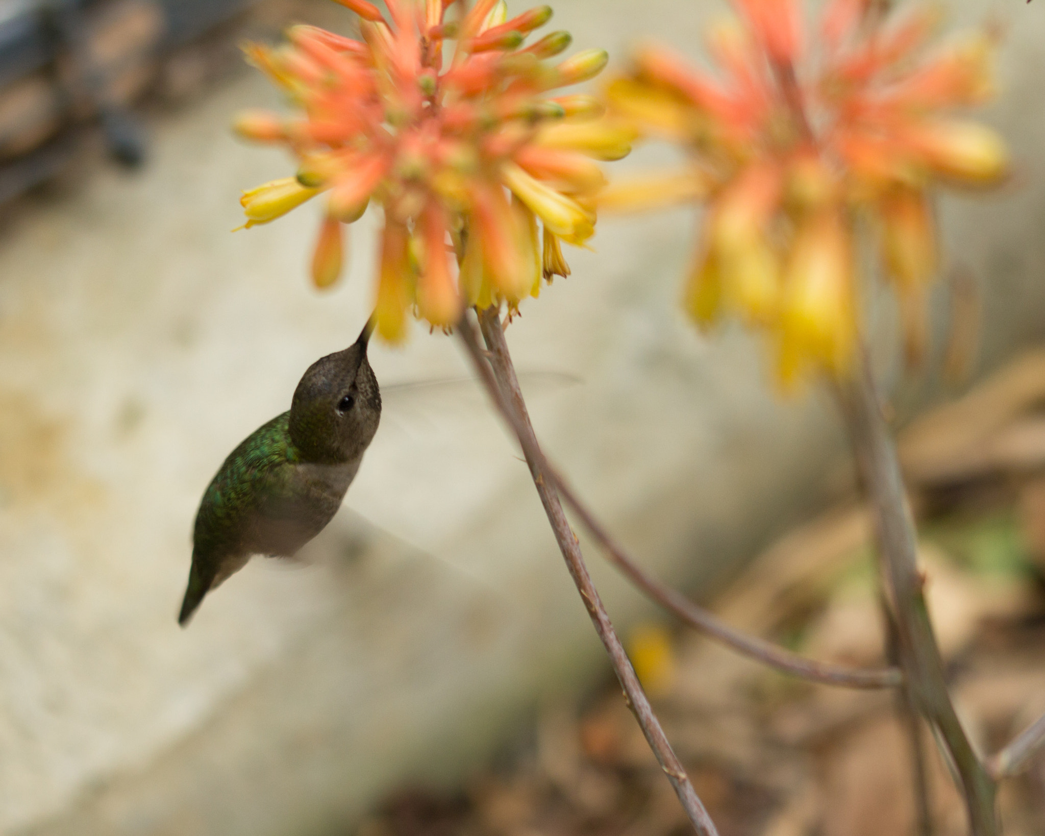 Sigma 105mm F2.8 EX DG OS HSM sample photo. Hummingbird photography