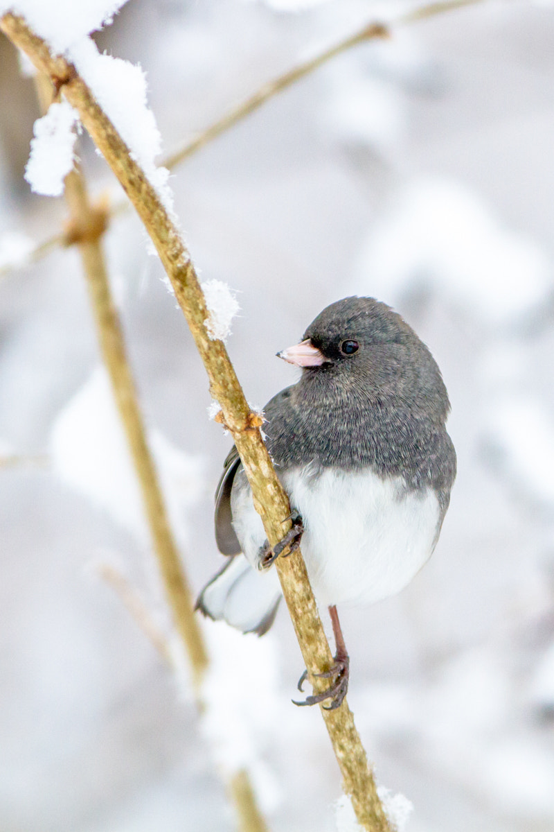 Canon EF 200-400mm F4L IS USM Extender 1.4x sample photo. Dark-eyed junco photography