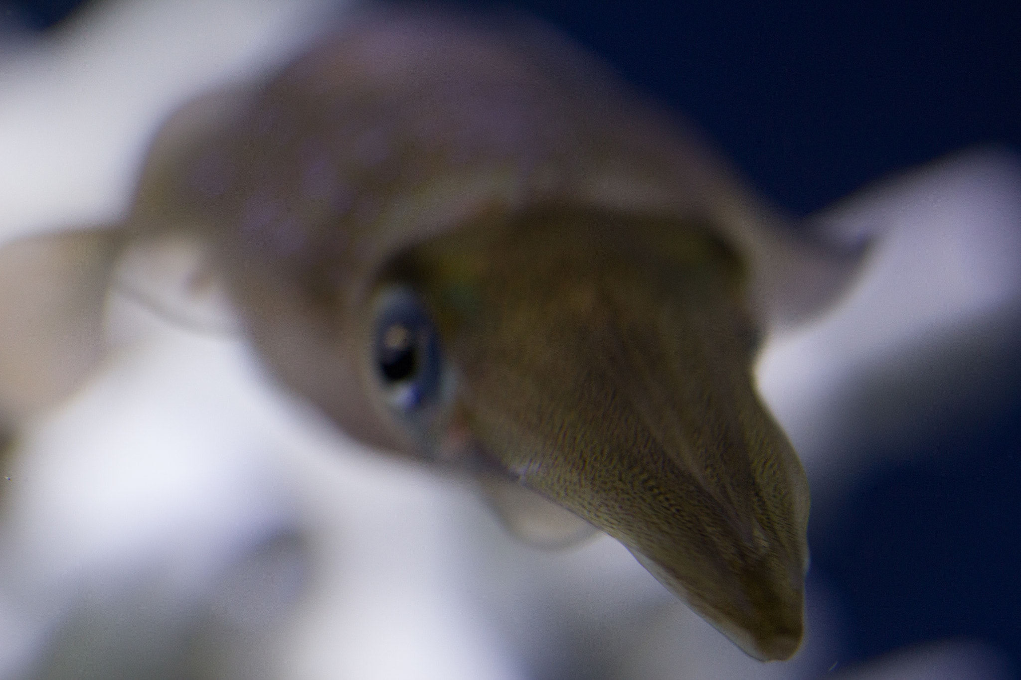 Sigma 105mm F2.8 EX DG OS HSM sample photo. Float photography