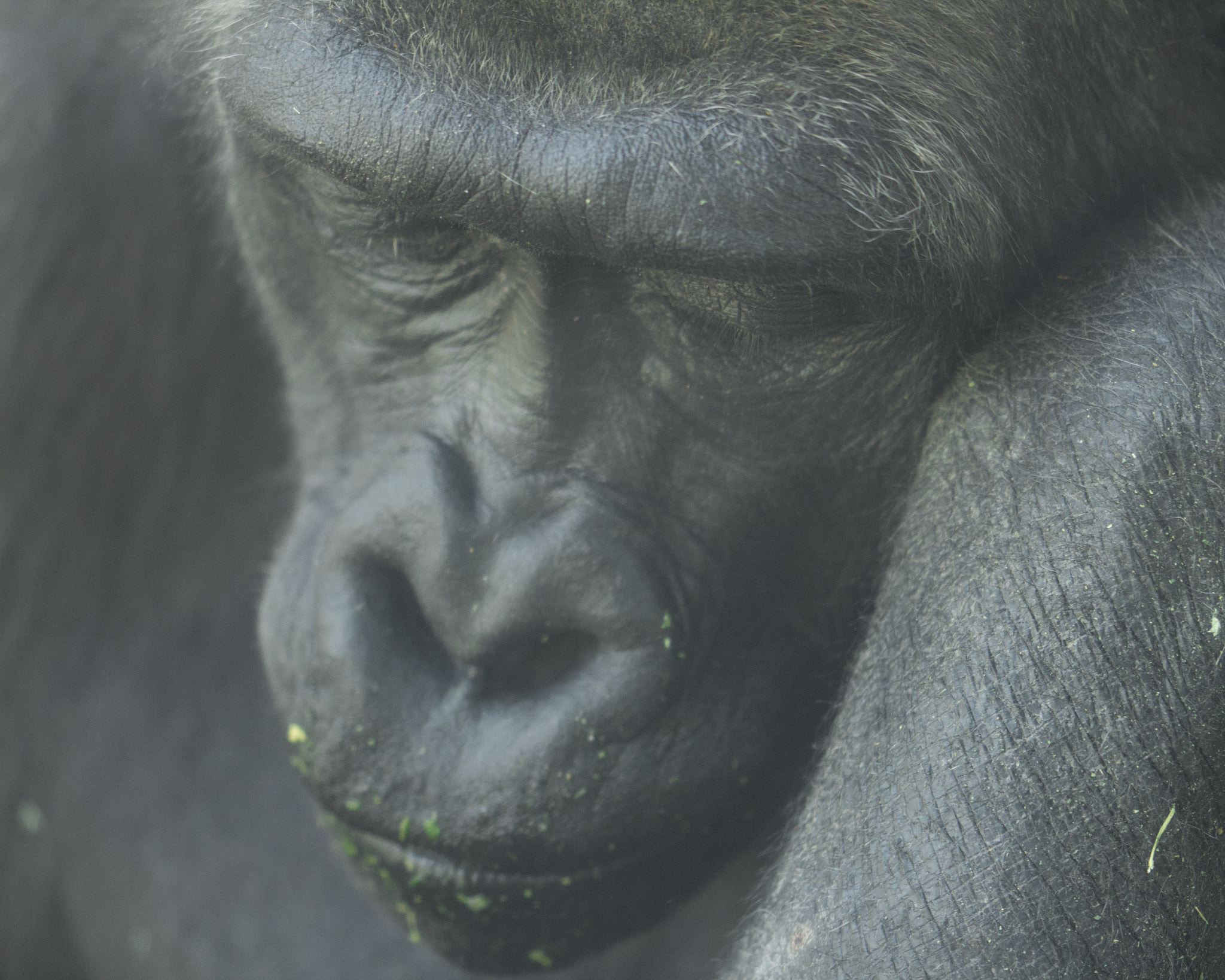 Sigma 105mm F2.8 EX DG OS HSM sample photo. Gorilla photography