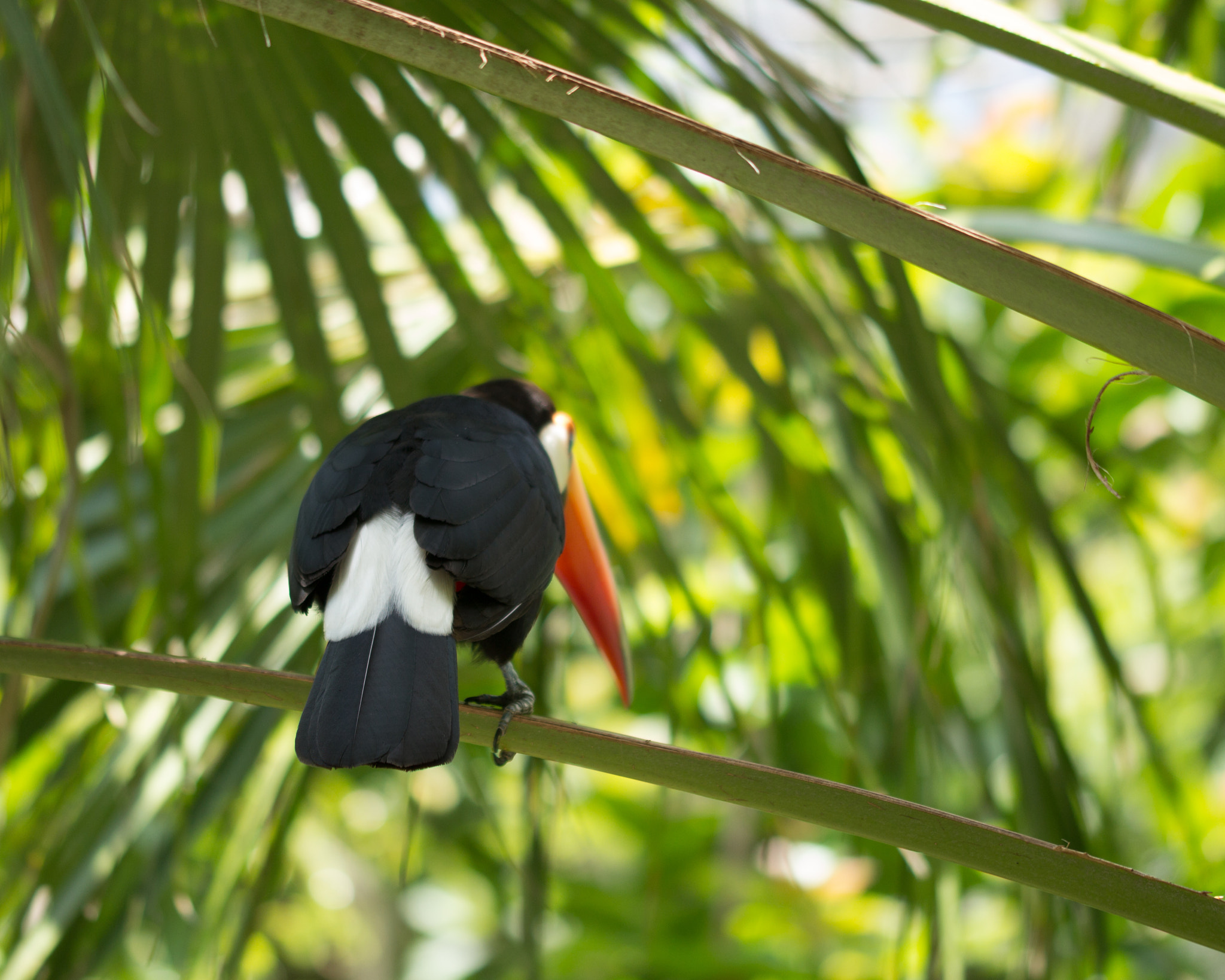 Sigma 105mm F2.8 EX DG OS HSM sample photo. Toucan photography