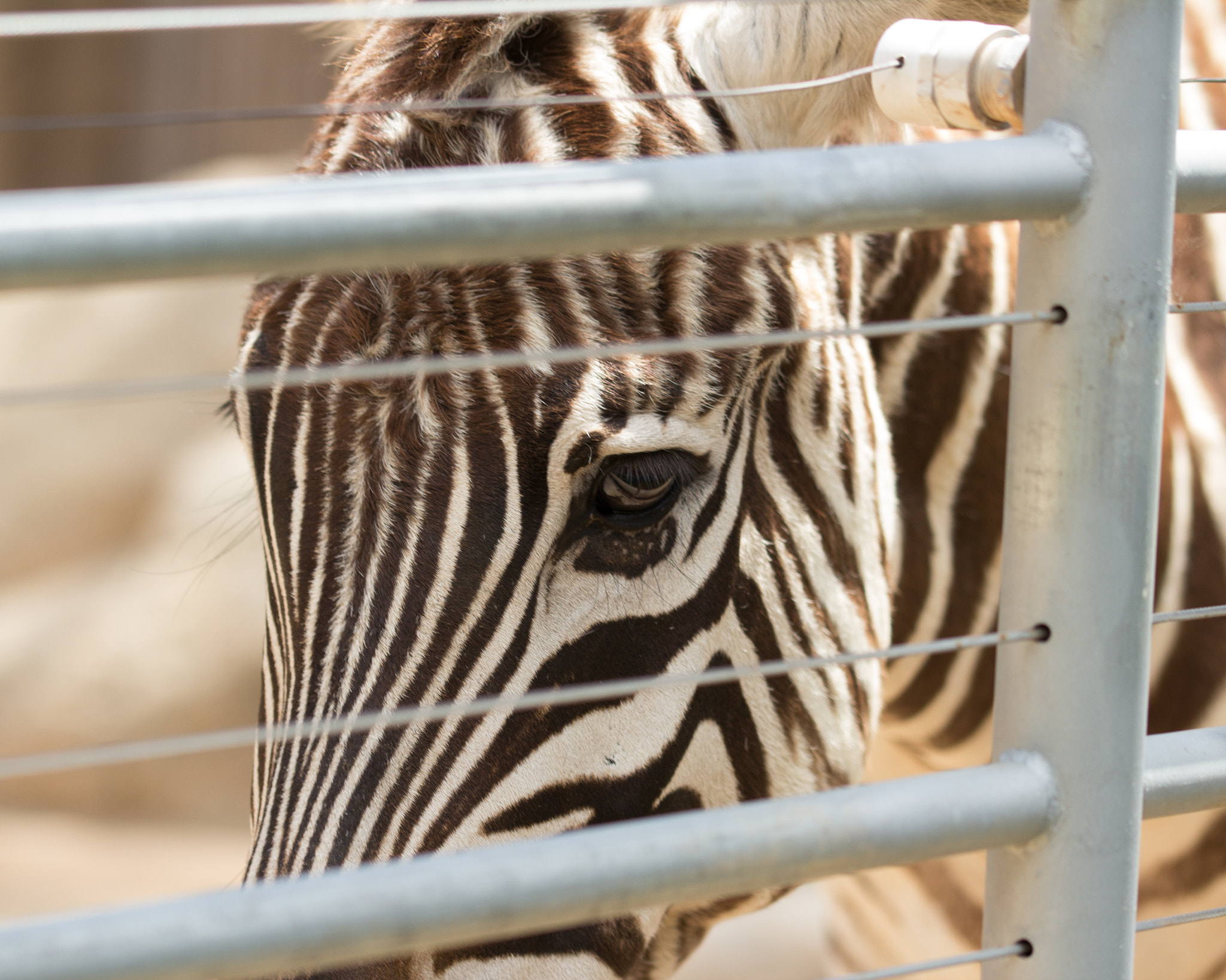 Sigma 105mm F2.8 EX DG OS HSM sample photo. Zebra photography