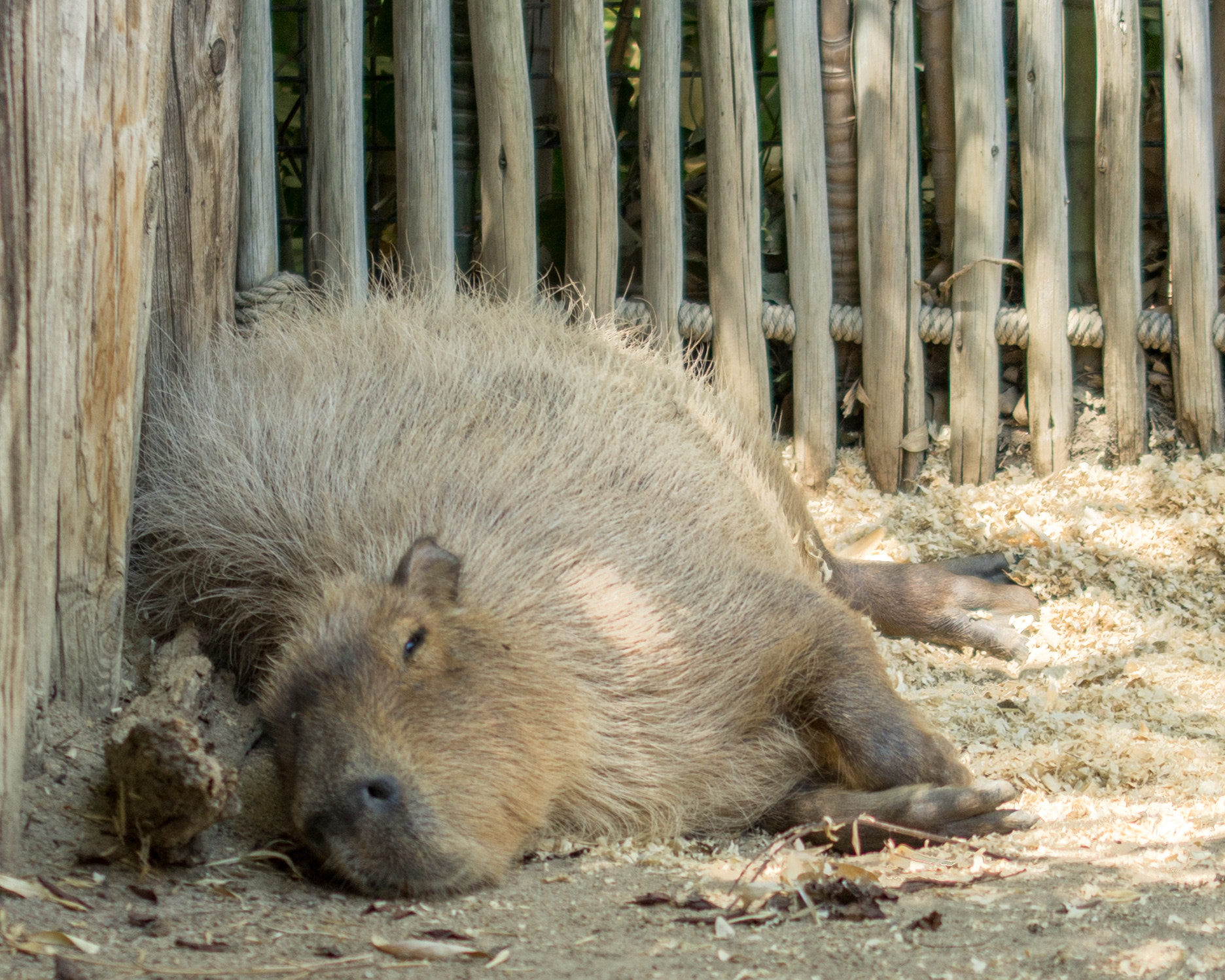 Sigma 105mm F2.8 EX DG OS HSM sample photo. Capybara photography
