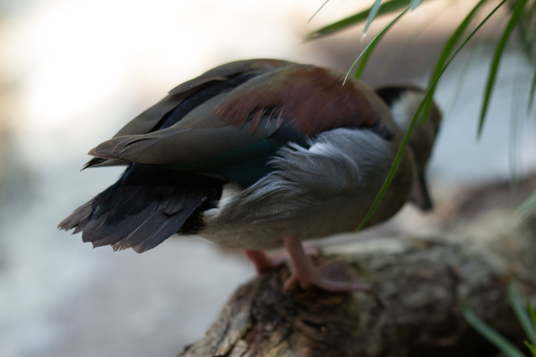 Sigma 105mm F2.8 EX DG OS HSM sample photo. Fancy duck photography