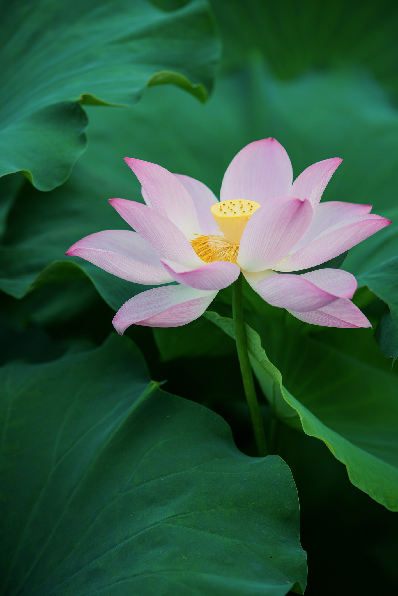Nikon D600 + AF Nikkor 300mm f/4 IF-ED sample photo
