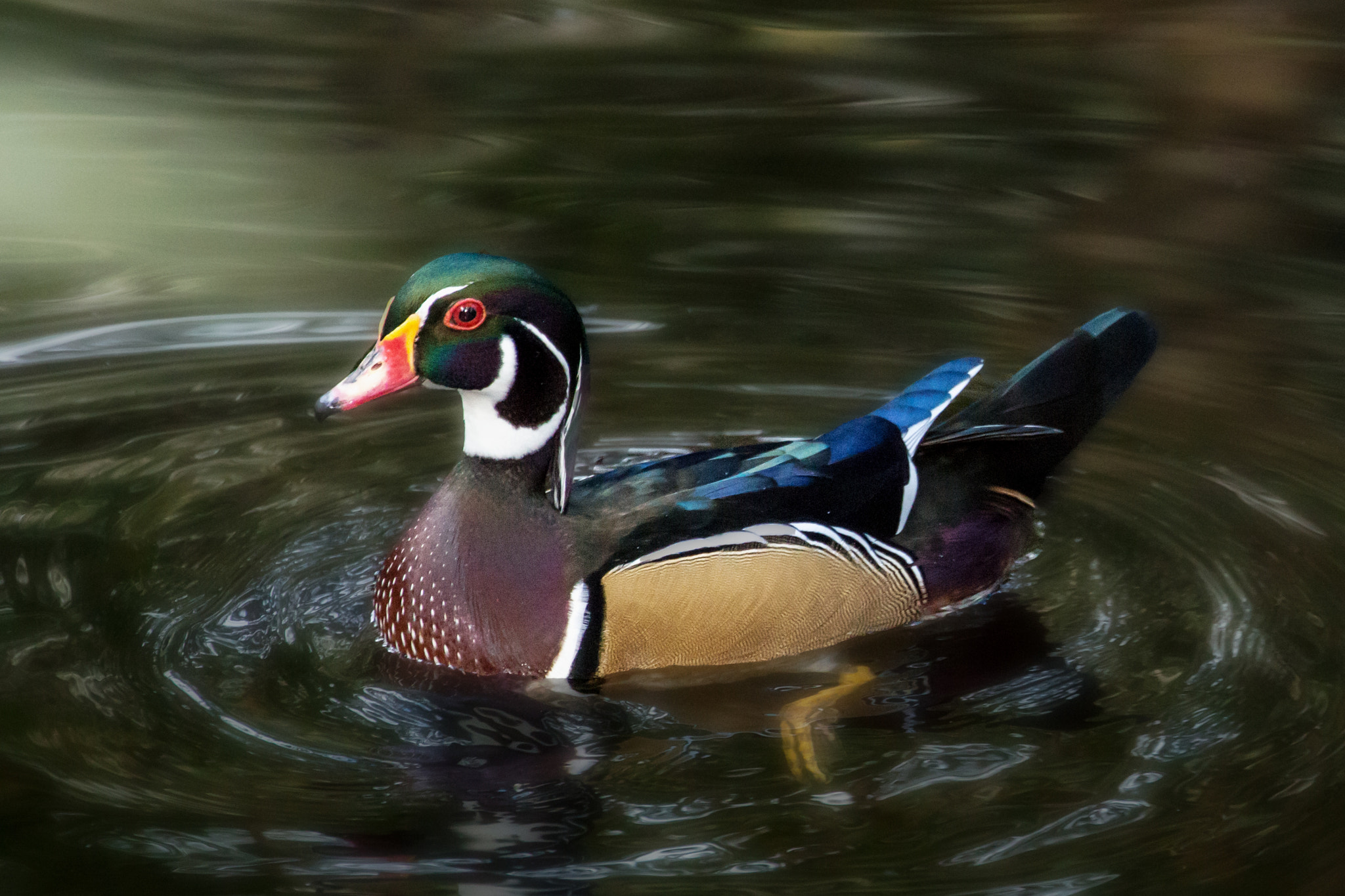 Canon EF 70-300mm F4-5.6L IS USM sample photo. Moody wood duck photography