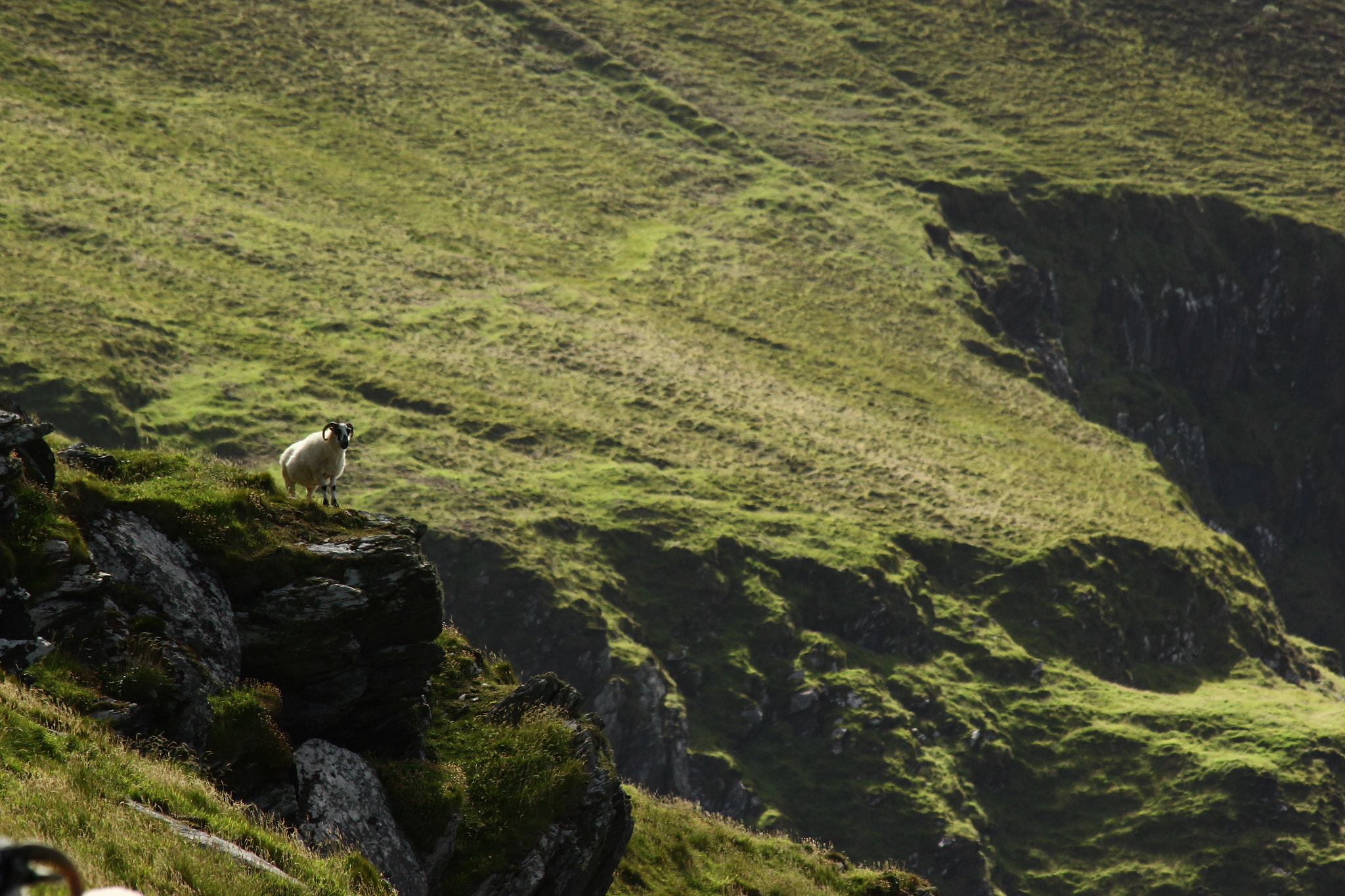 Canon EF 70-300mm F4-5.6 IS USM sample photo. Sheep photography