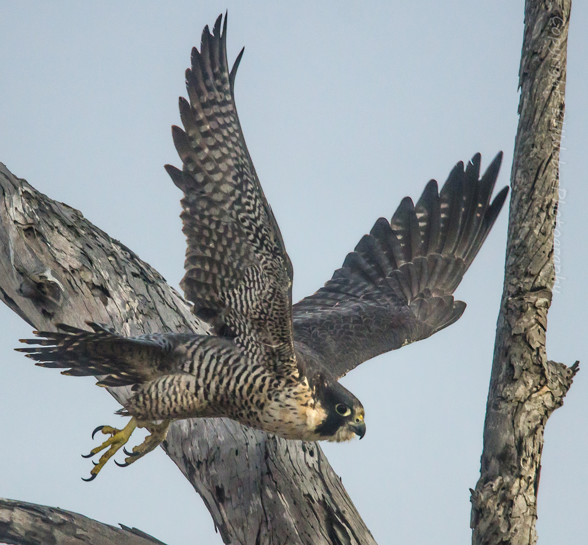 Nikon Nikkor AF-S 300mm F4E PF ED VR sample photo. Peregrine falcon photography