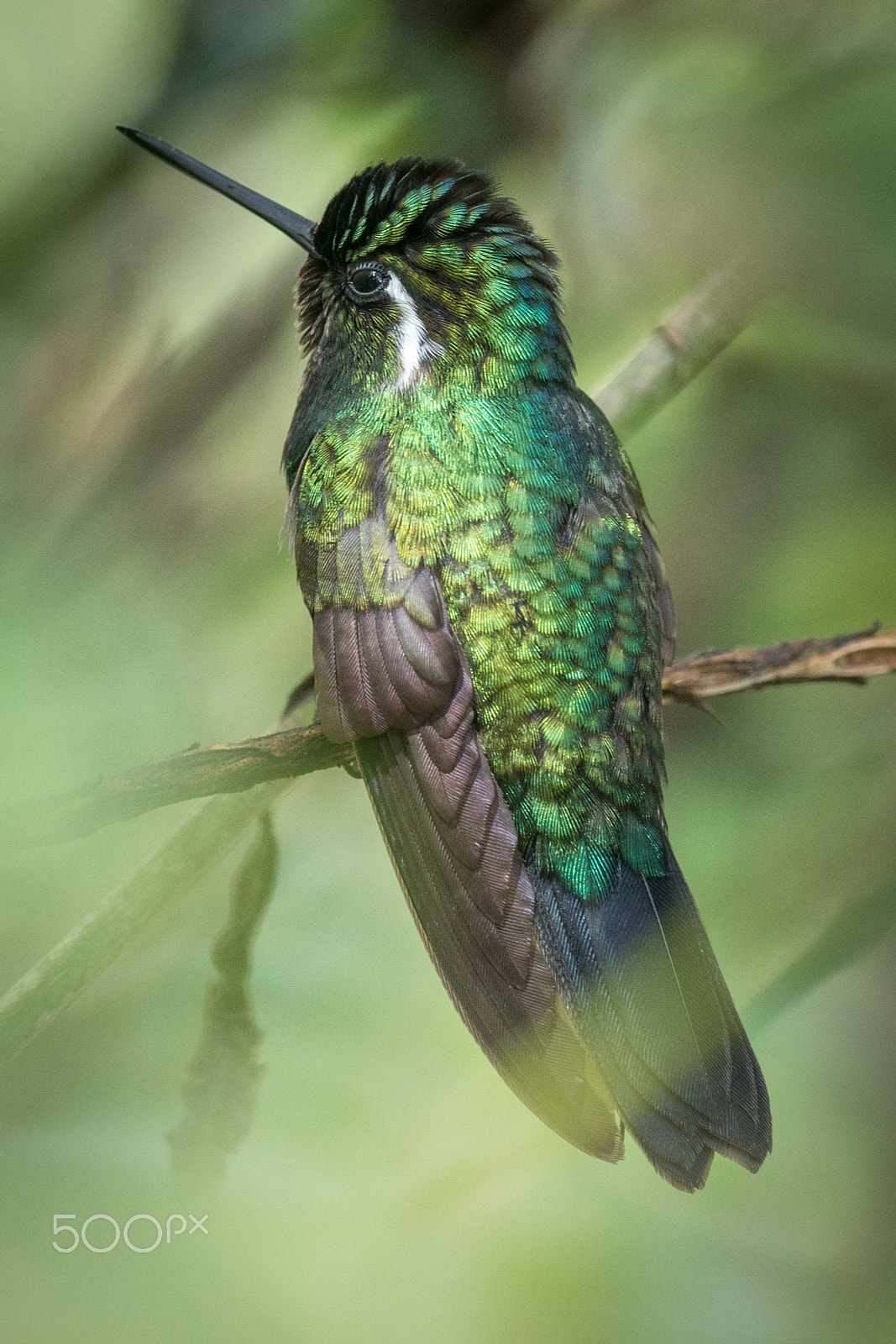 Sony 70-300mm F4.5-5.6 G SSM sample photo. Iridescent hummingbird - costa rica photography