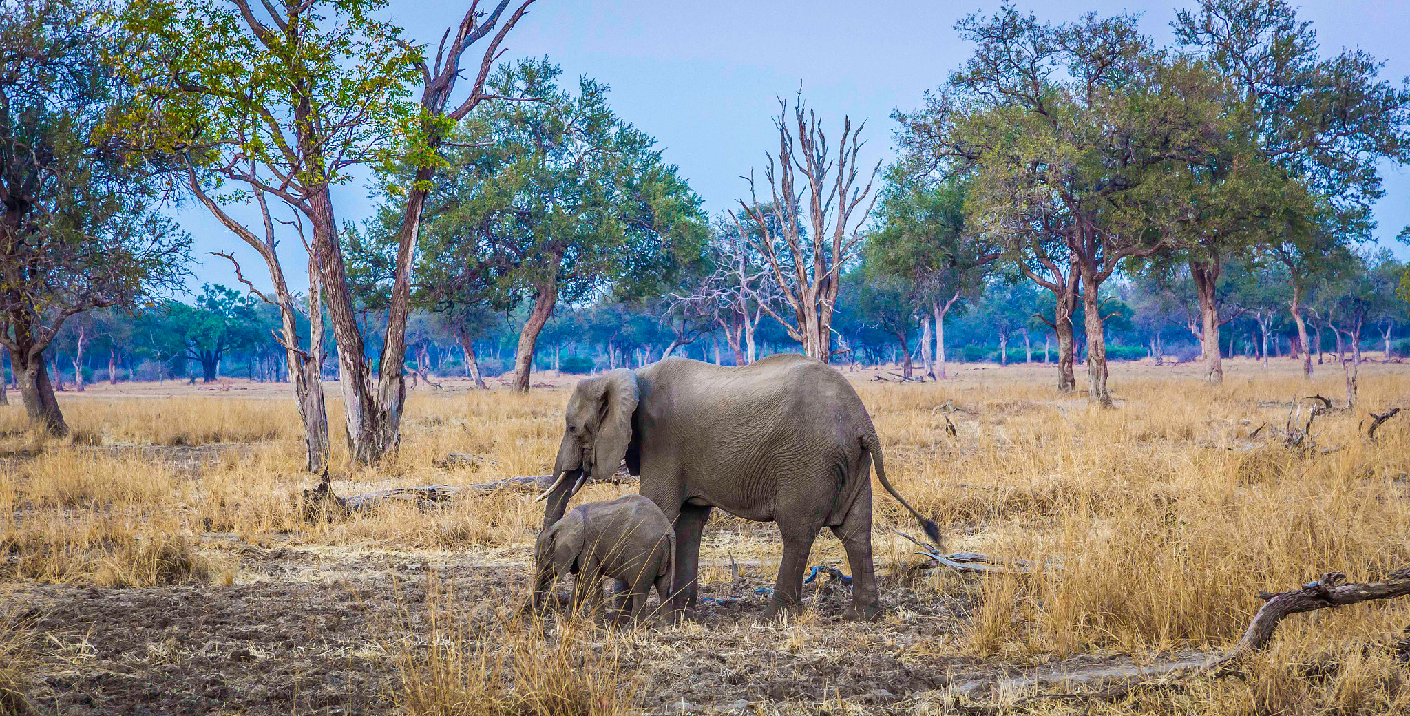 Canon EF-S 17-85mm F4-5.6 IS USM sample photo. Baby elephant taking a walk with the mom! photography