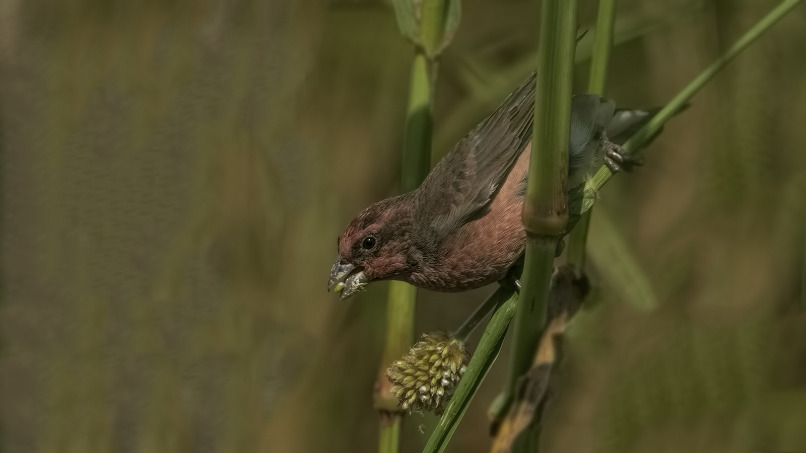 Nikon D5300 + Nikon AF-S Nikkor 300mm F4D ED-IF sample photo. Common rose finch.jpg photography