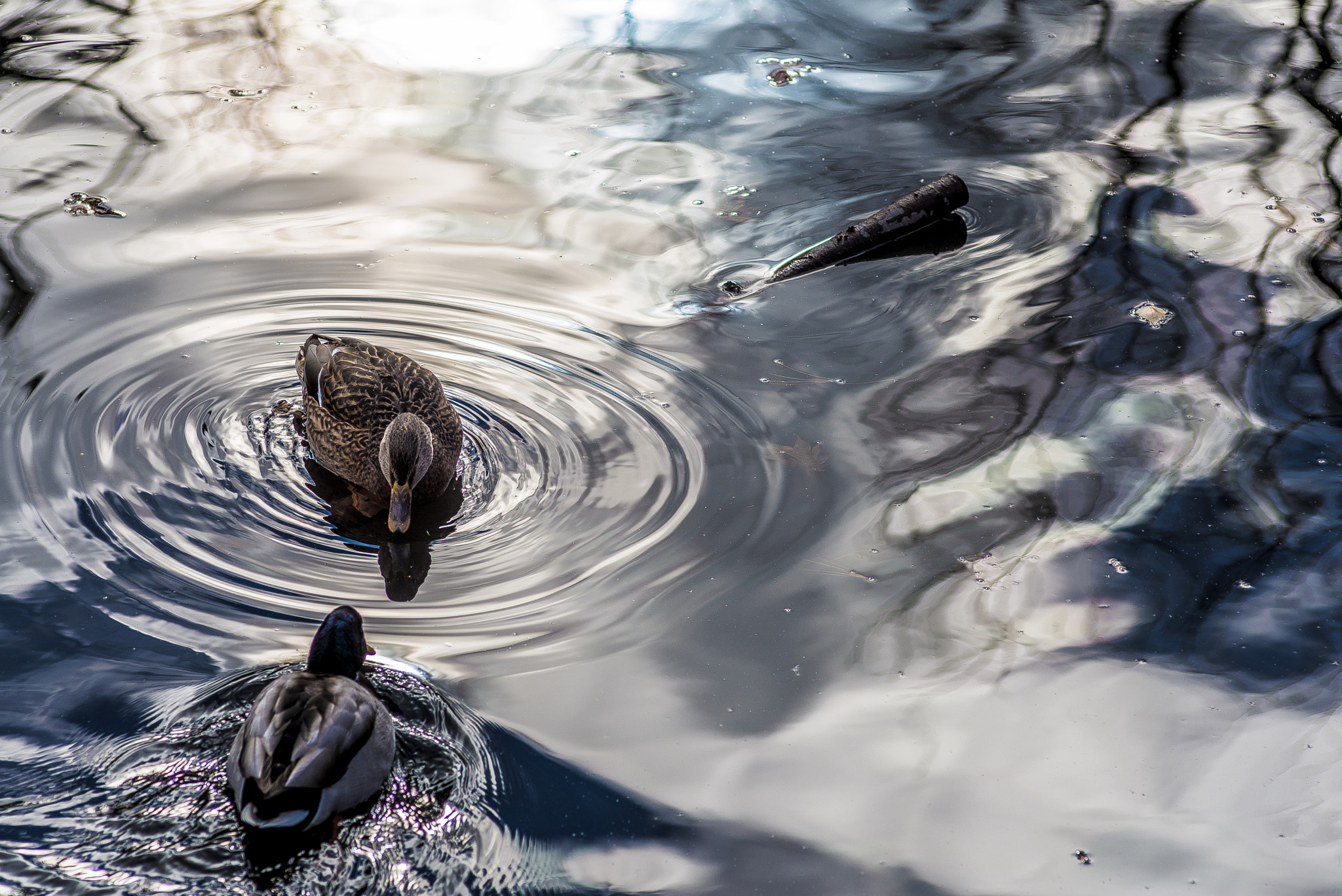 Nikon D610 + Nikon AF Nikkor 180mm F2.8D ED-IF sample photo. Two ducks photography