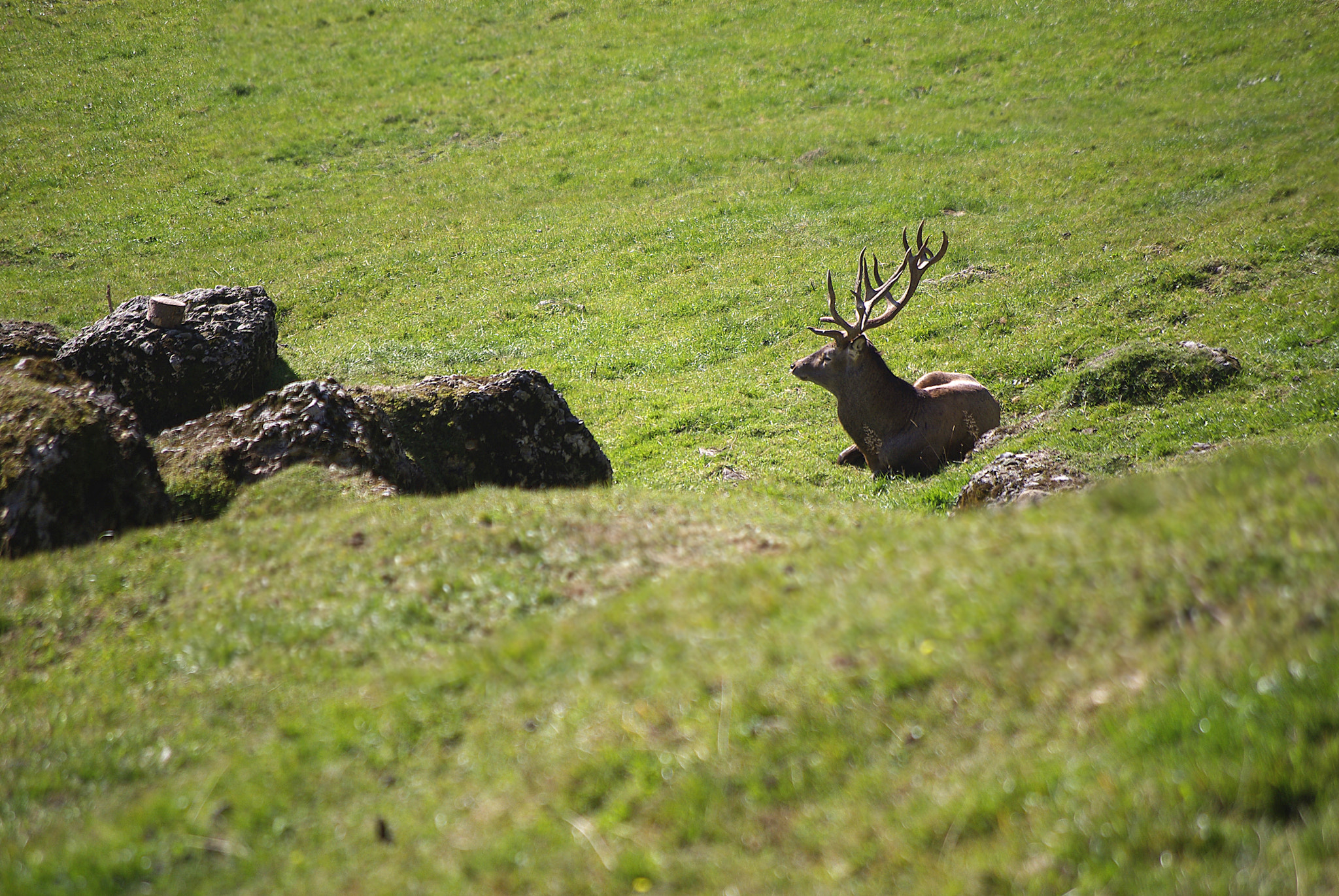 Pentax smc DA 50-200mm F4-5.6 ED WR sample photo. Sunbath photography