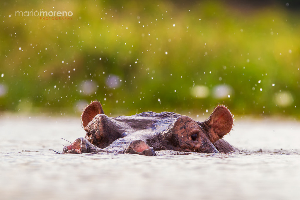 Canon EOS-1D Mark IV + Canon EF 300mm F2.8L IS USM sample photo. Hippo drops in the air photography