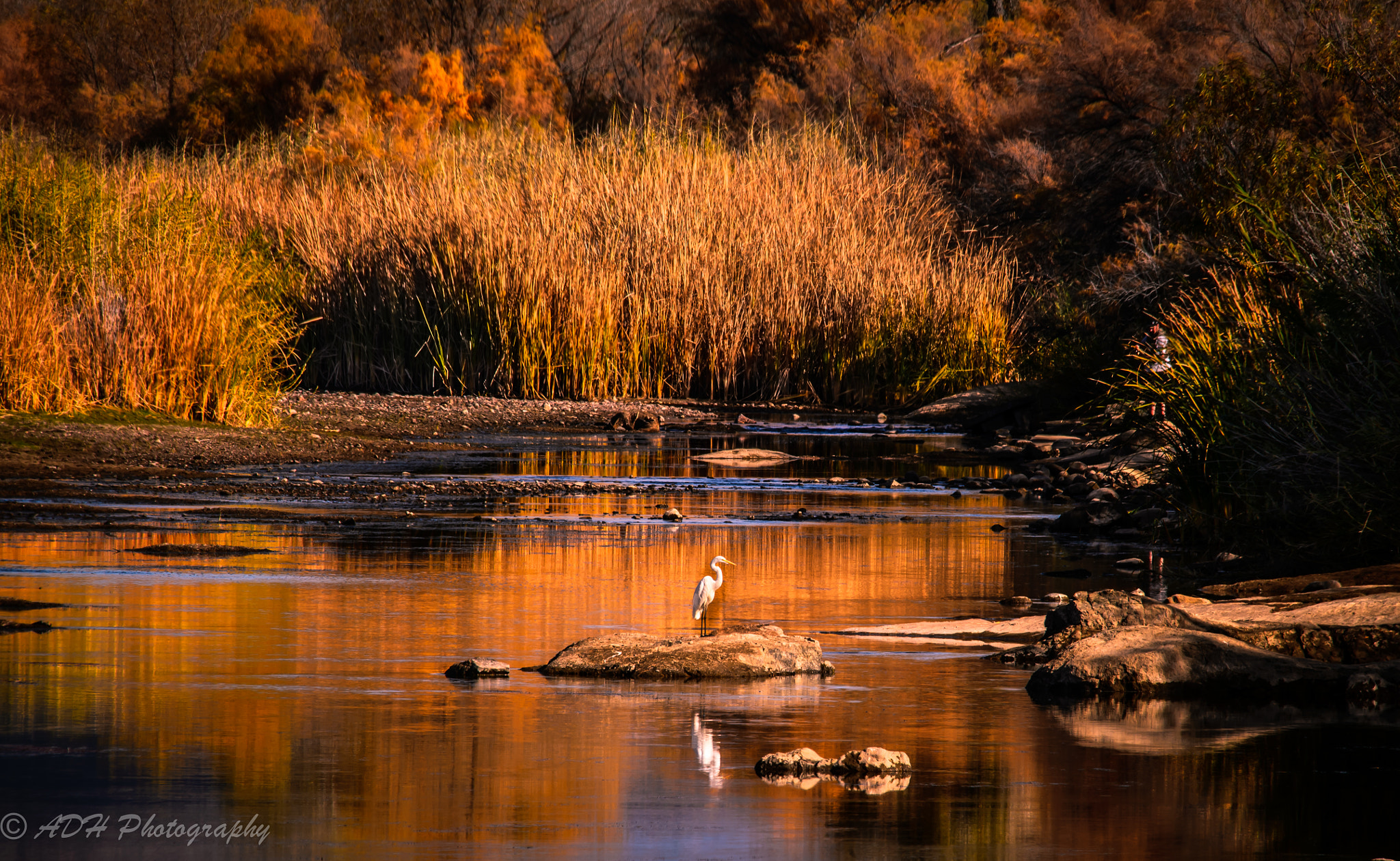 Sigma 150-500mm F5-6.3 DG OS HSM sample photo. Salt river great egret photography