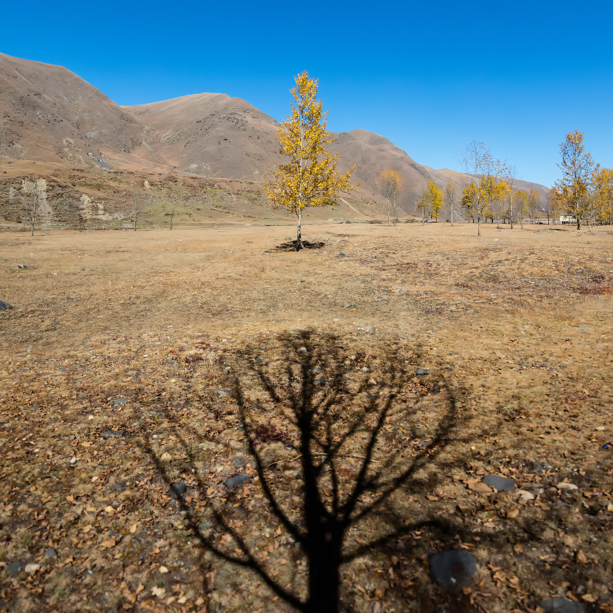 Canon EOS 5DS + Canon TS-E 17mm F4L Tilt-Shift sample photo. ... shadow of "other" tree ... photography