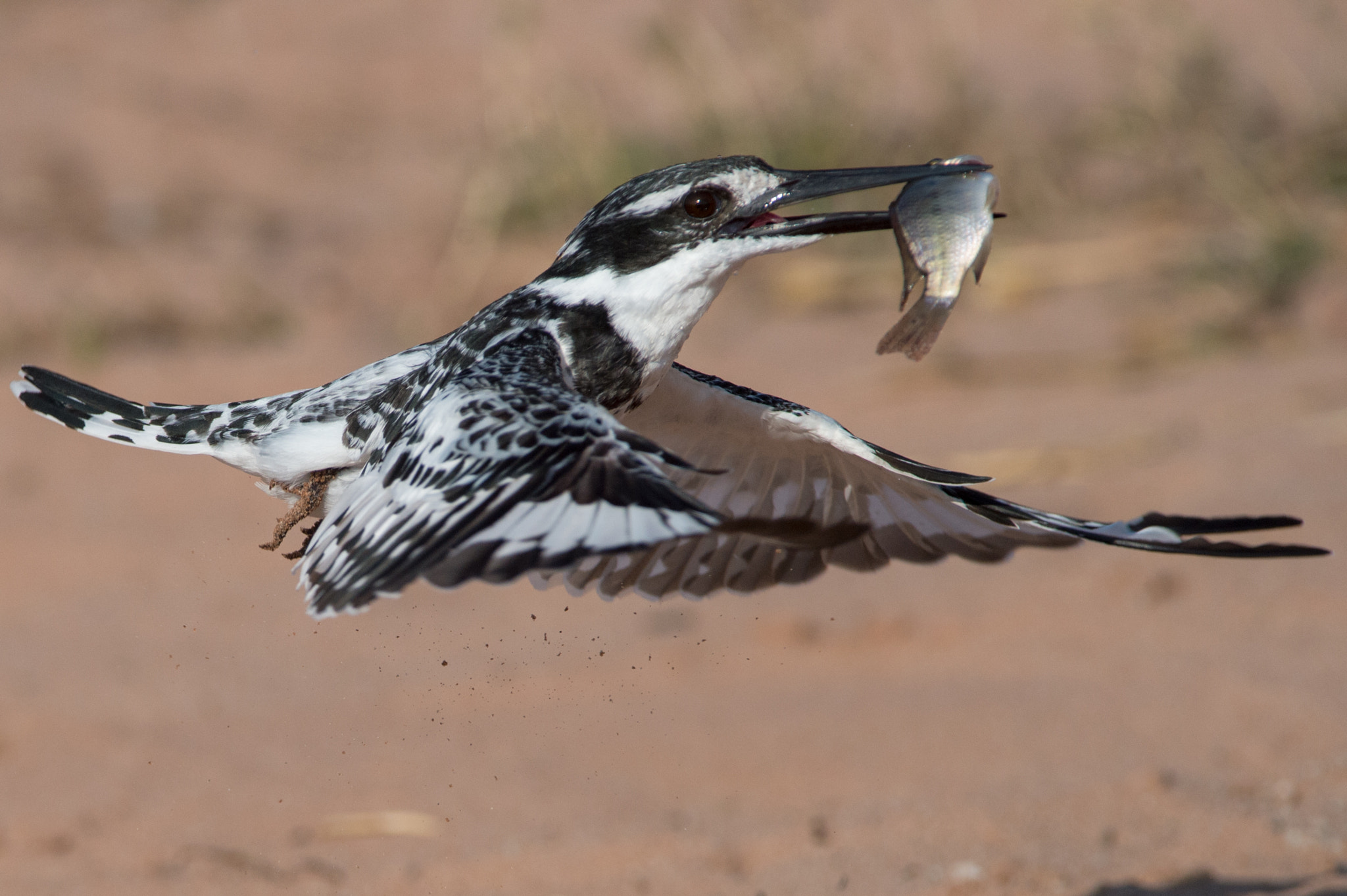 Nikon D4S sample photo. Catch of the  day  photography