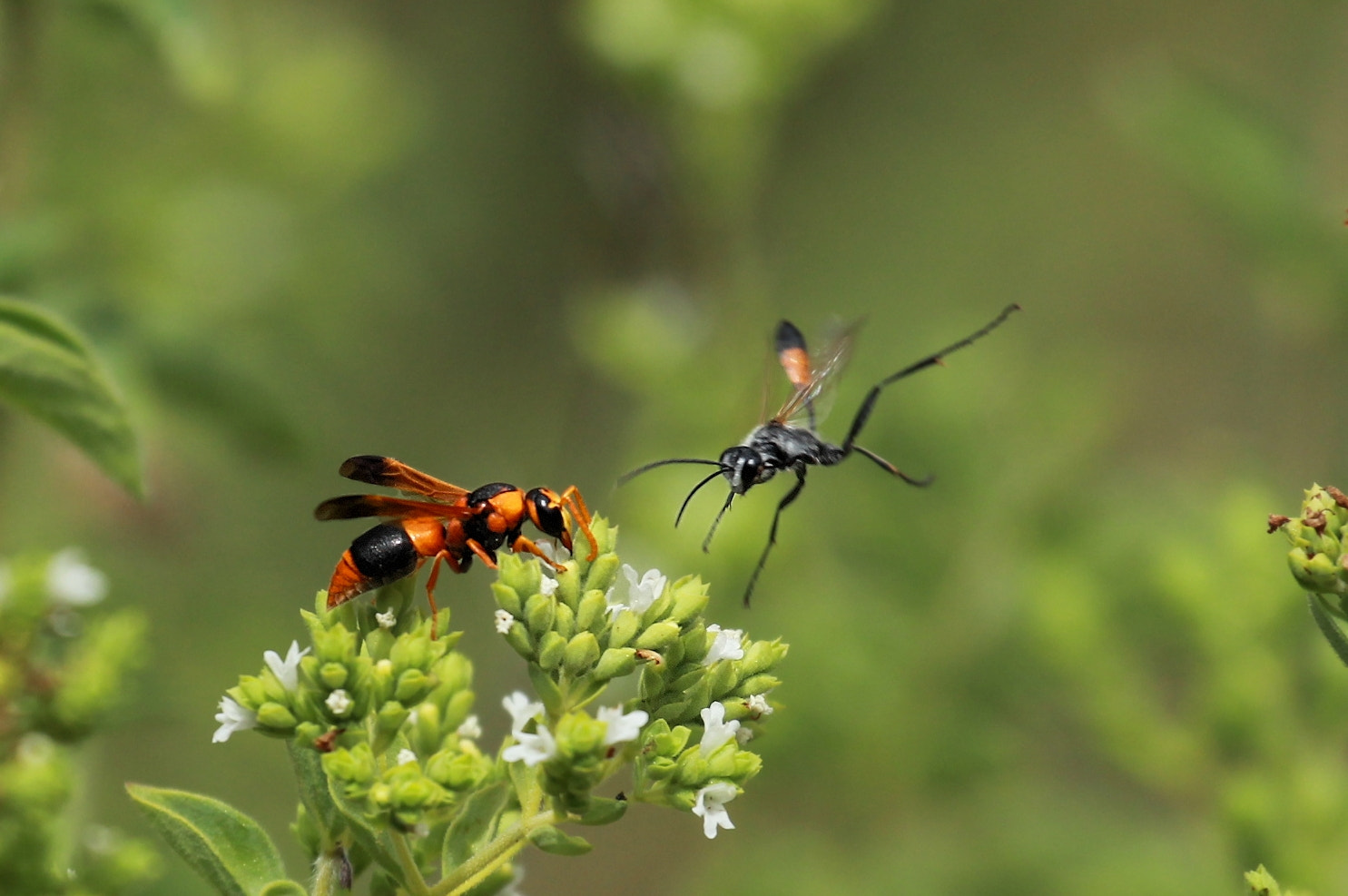 Canon EF 70-300mm F4-5.6L IS USM sample photo. Wasp ballet photography