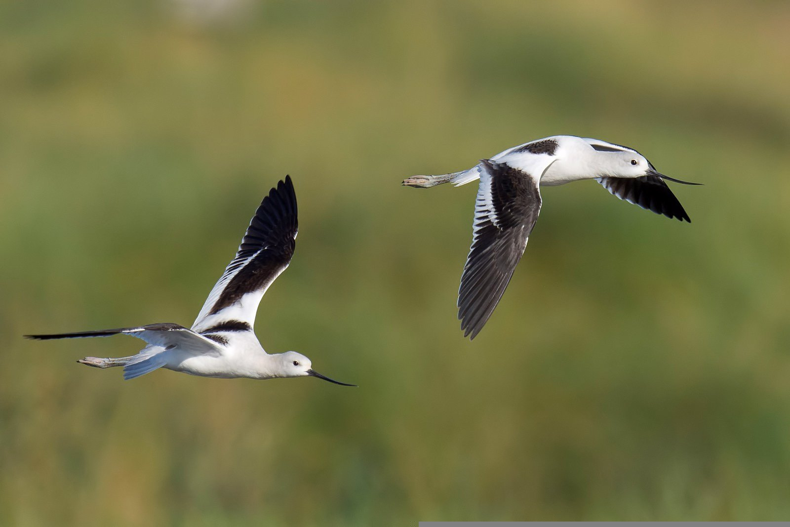 Nikon D7200 + Nikon AF-S Nikkor 500mm F4G ED VR sample photo. American avocets photography