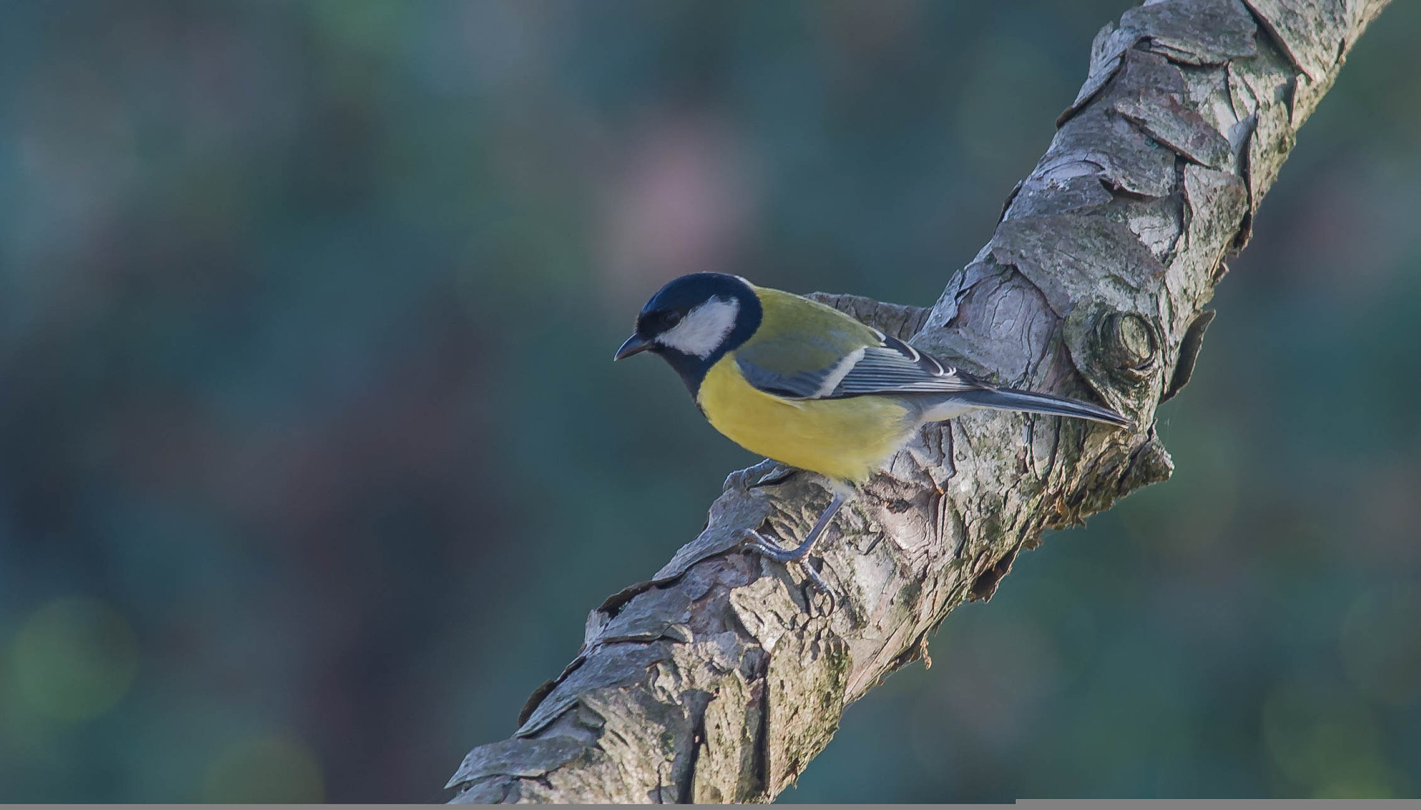 Nikon D3S + Nikon AF-S Nikkor 300mm F4D ED-IF sample photo. 23822137046.jpg photography