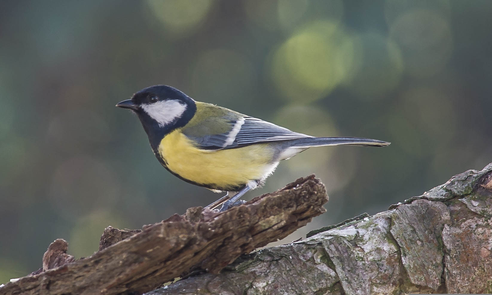 Nikon D3S + Nikon AF-S Nikkor 300mm F4D ED-IF sample photo. 23765737541.jpg photography