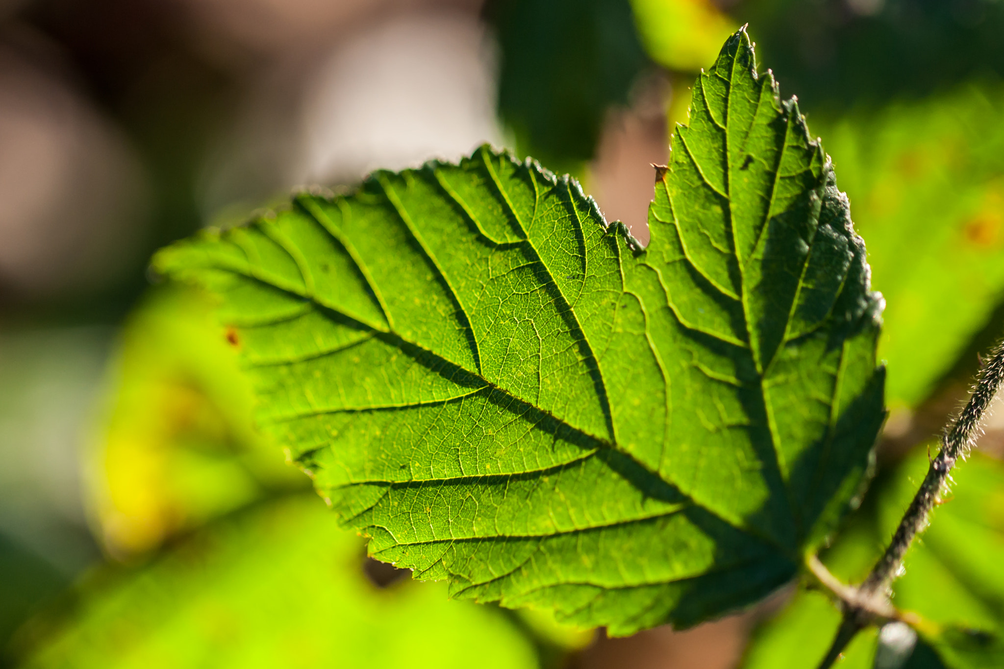Canon EOS 1000D (EOS Digital Rebel XS / EOS Kiss F) sample photo. "blackberry leaf in afternoon sunlight" photography