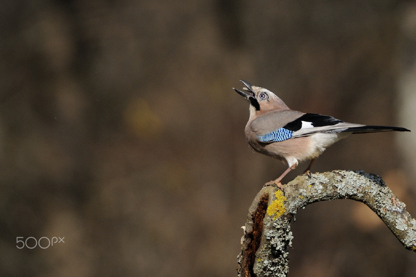 Nikon AF-S Nikkor 200-400mm F4G ED-IF VR sample photo. A little snack... photography