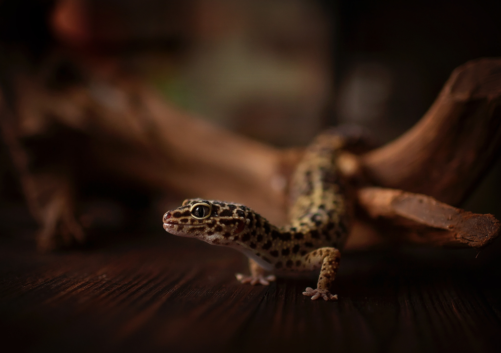 Canon EF 35mm F1.4L USM sample photo. Smile photography