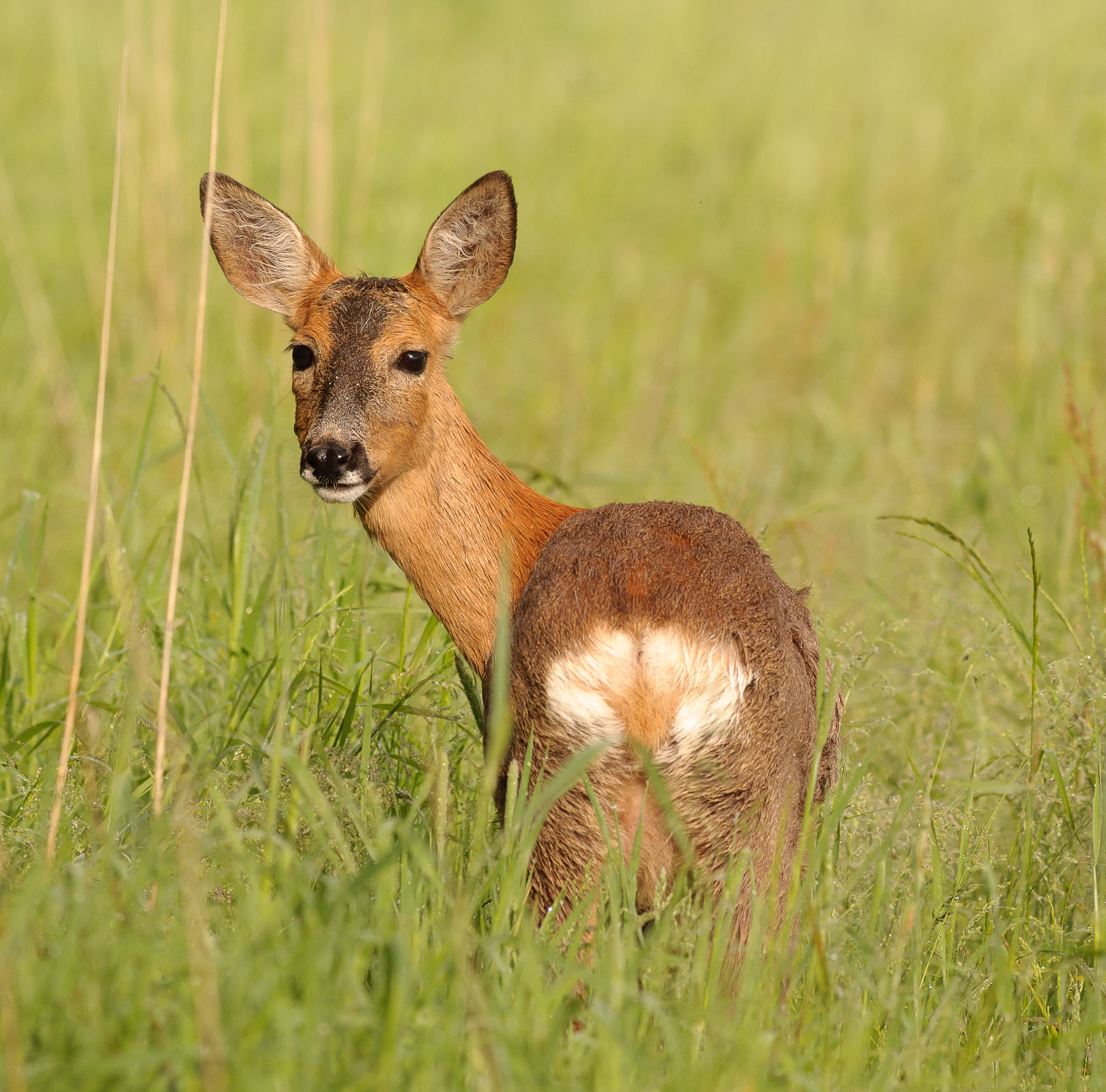 Nikon AF-S Nikkor 300mm F2.8G ED VR II sample photo. Roe in summer photography
